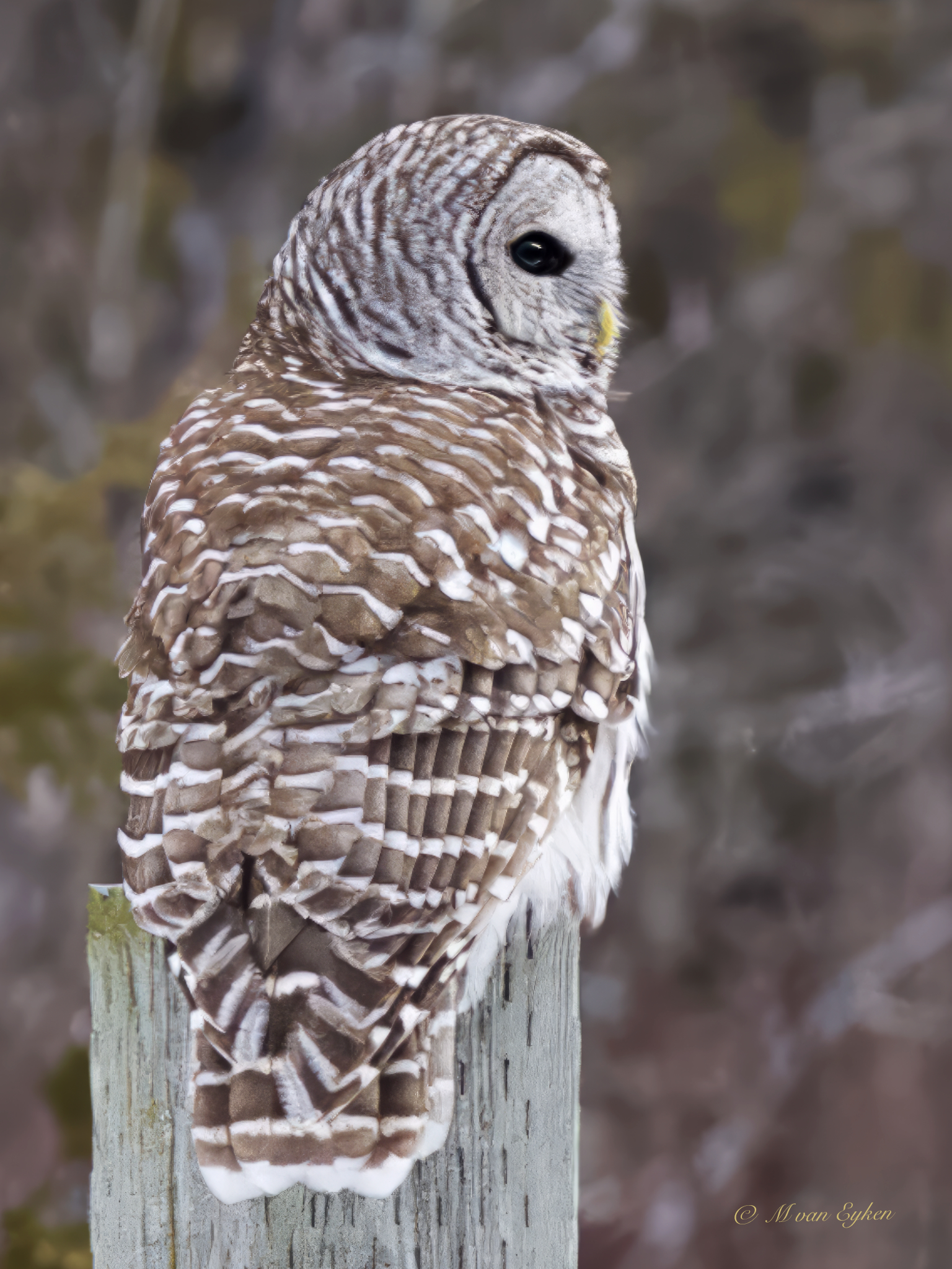 Barred Owl at the Forest's Edge