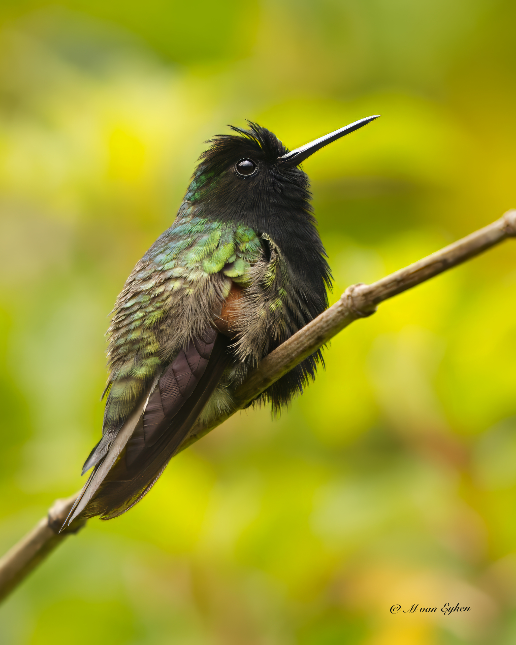 Black-bellied Hummingbird, resting on a twig
