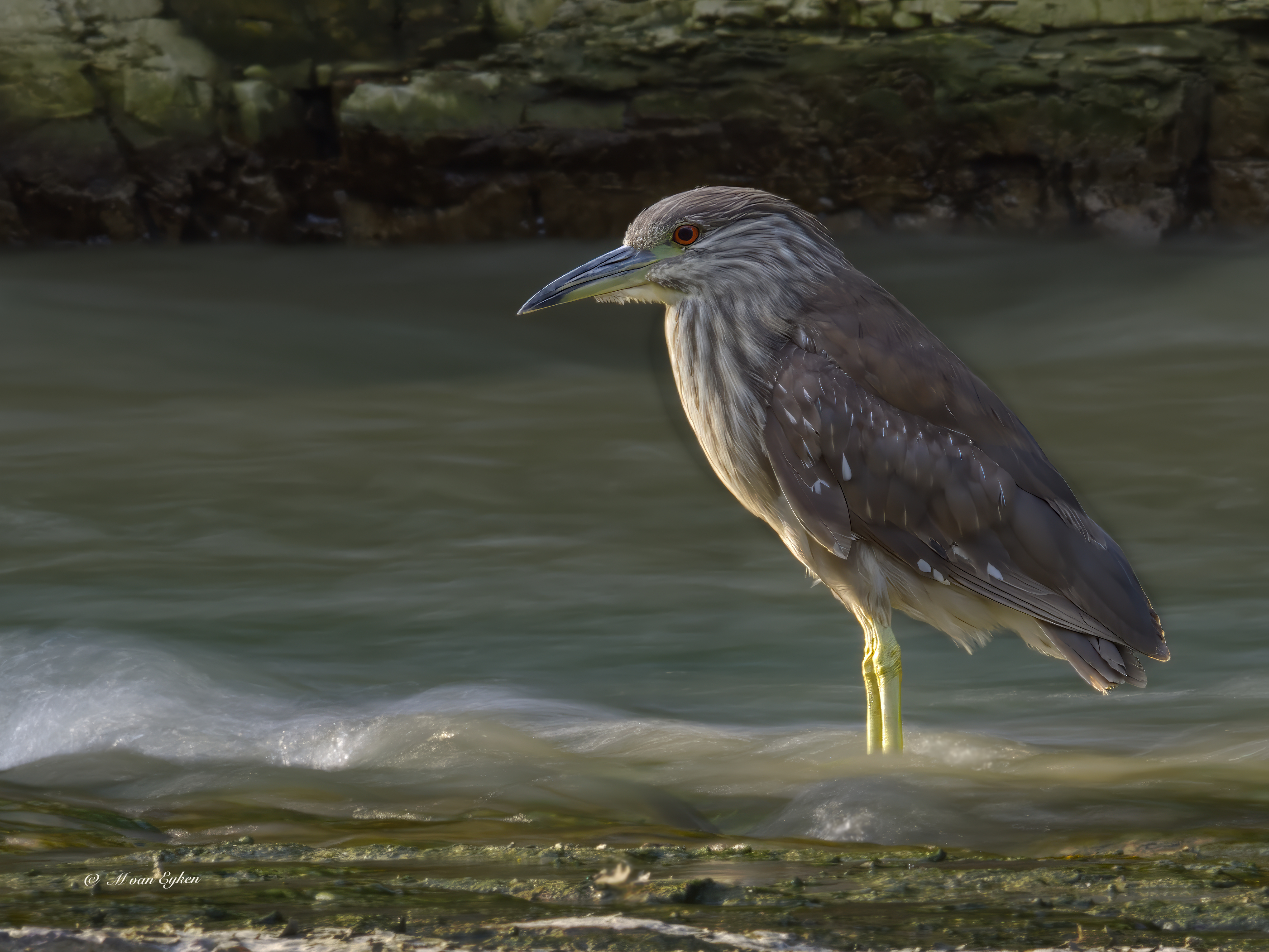 The late afternoon sun, setting on a Juvenile Black crowned Night Heron, fishing in shallow waters.