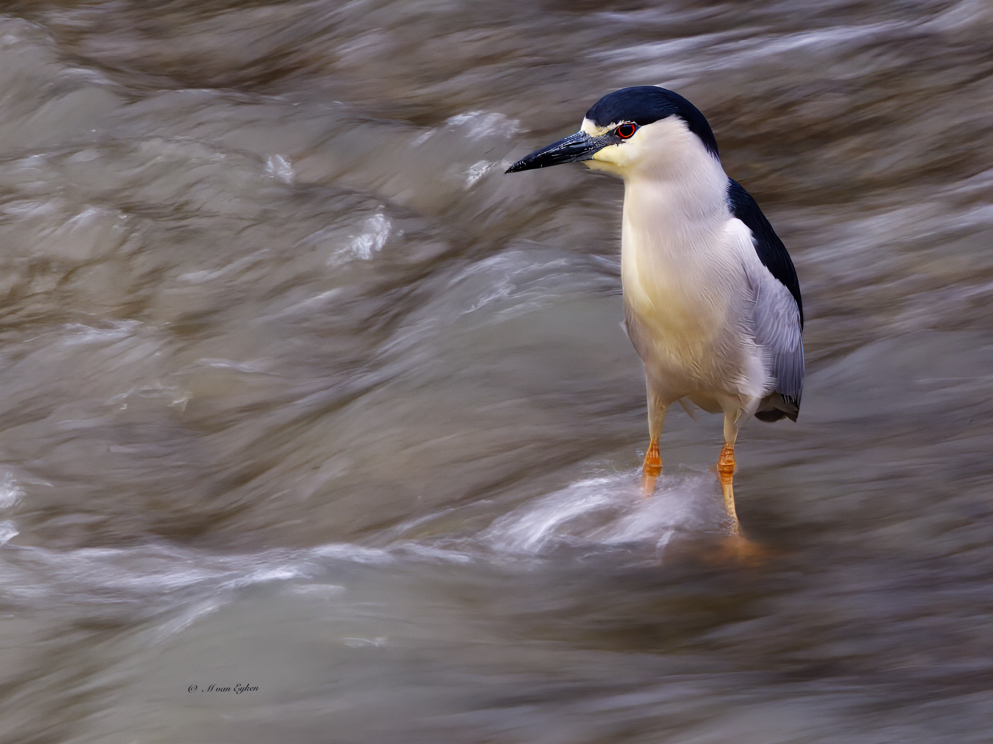 Black-crowned Night Heron, Spring Runoff