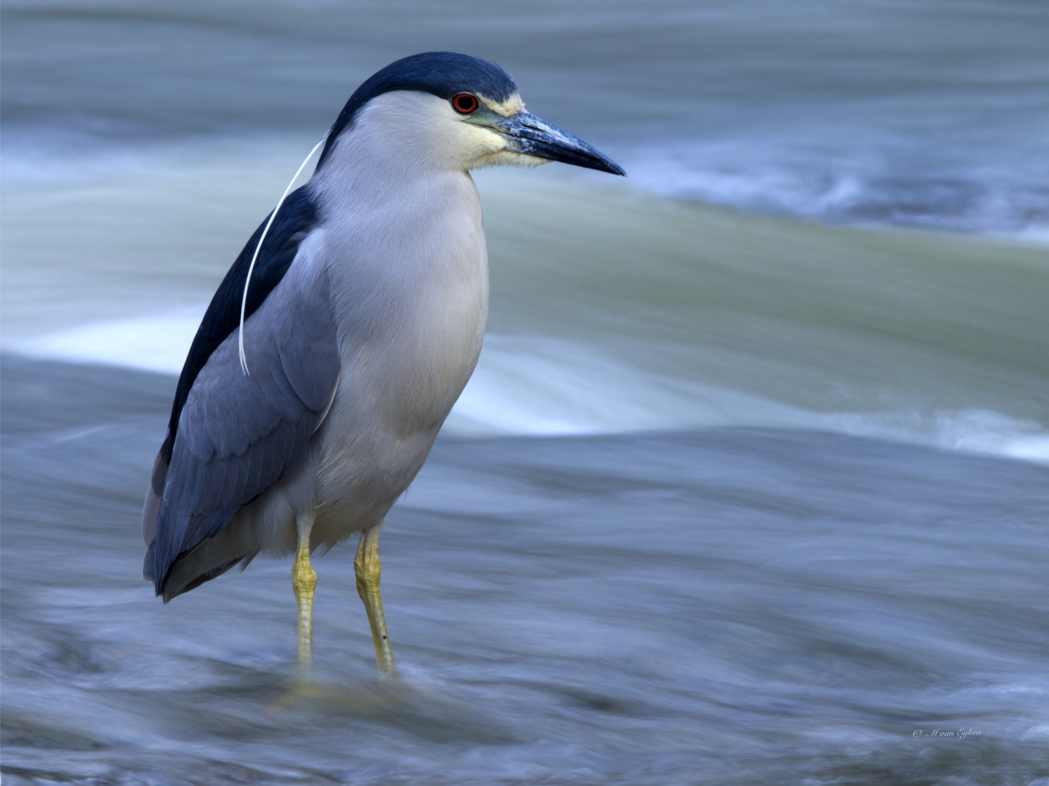 Black-crowned night-heron standing in the swiftly flowing waters of the Rivière du Chêne.
