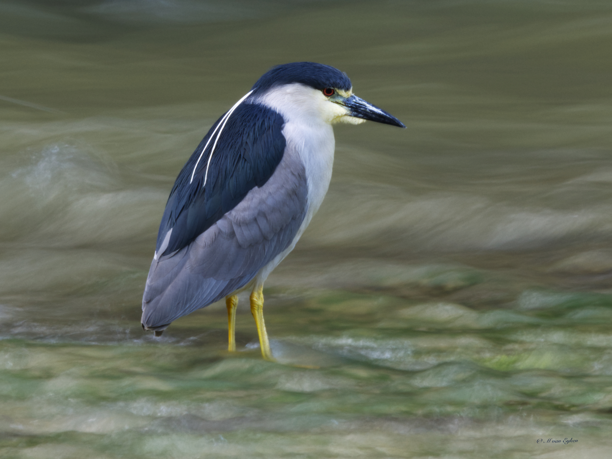 Black-crowned night-heron standing in the swiftly flowing waters of the Rivière du Chêne.