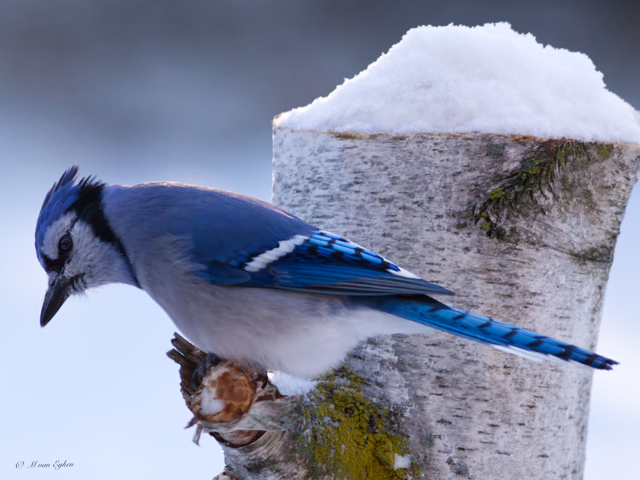 Blue Jay, Snowcovered Birch Stump