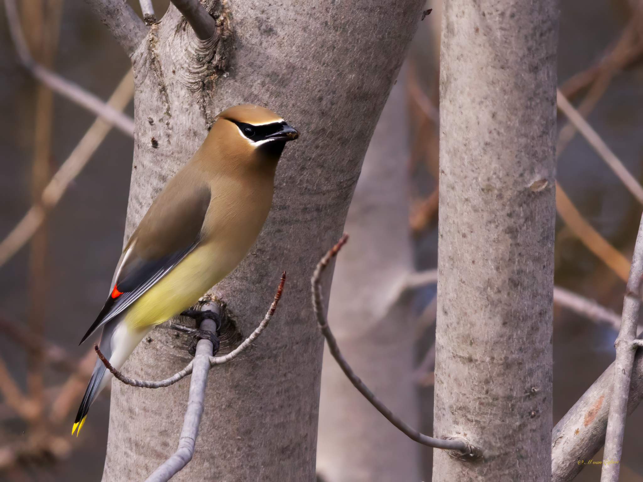 Cedar Waxwing, with a seed, in the early spring, perched on bare trees.