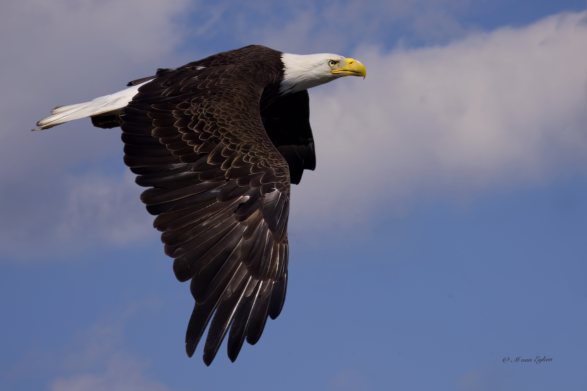 Classic Bald Eagle in Flight