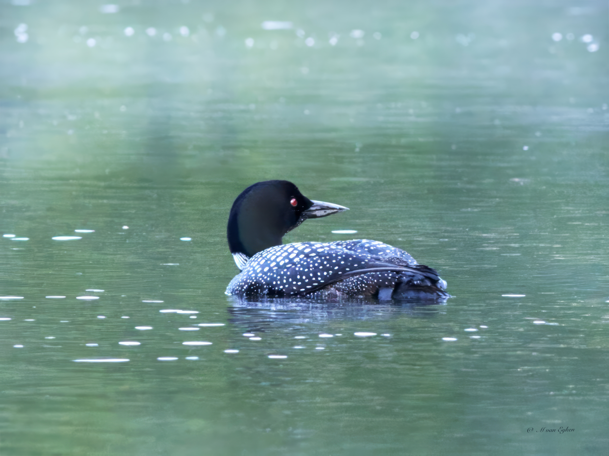 Common Loon in the early morning mist