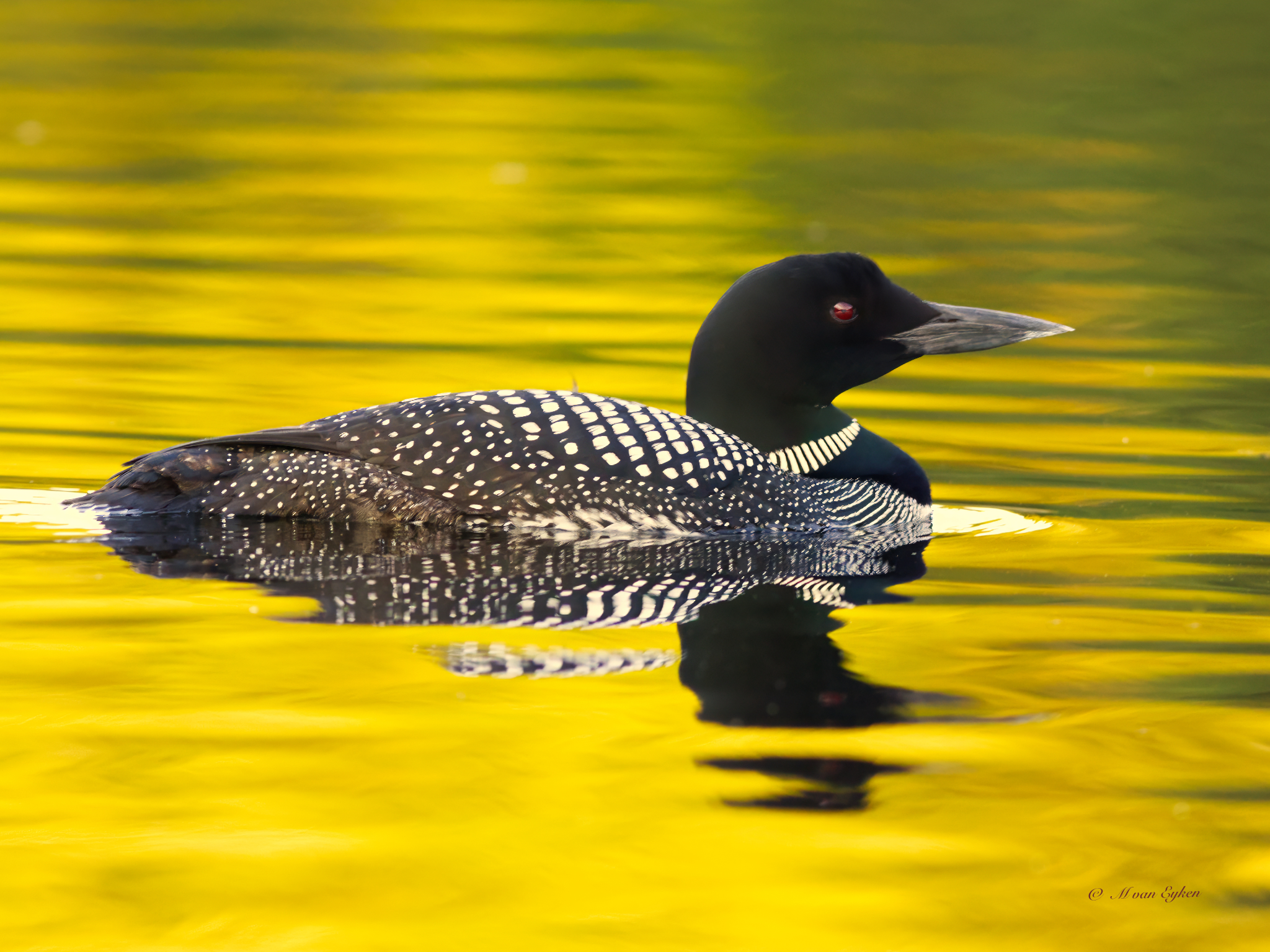 Common Loon, basking in golden late afternoon sunlight, on the calm waters of a Laurentian lake.
