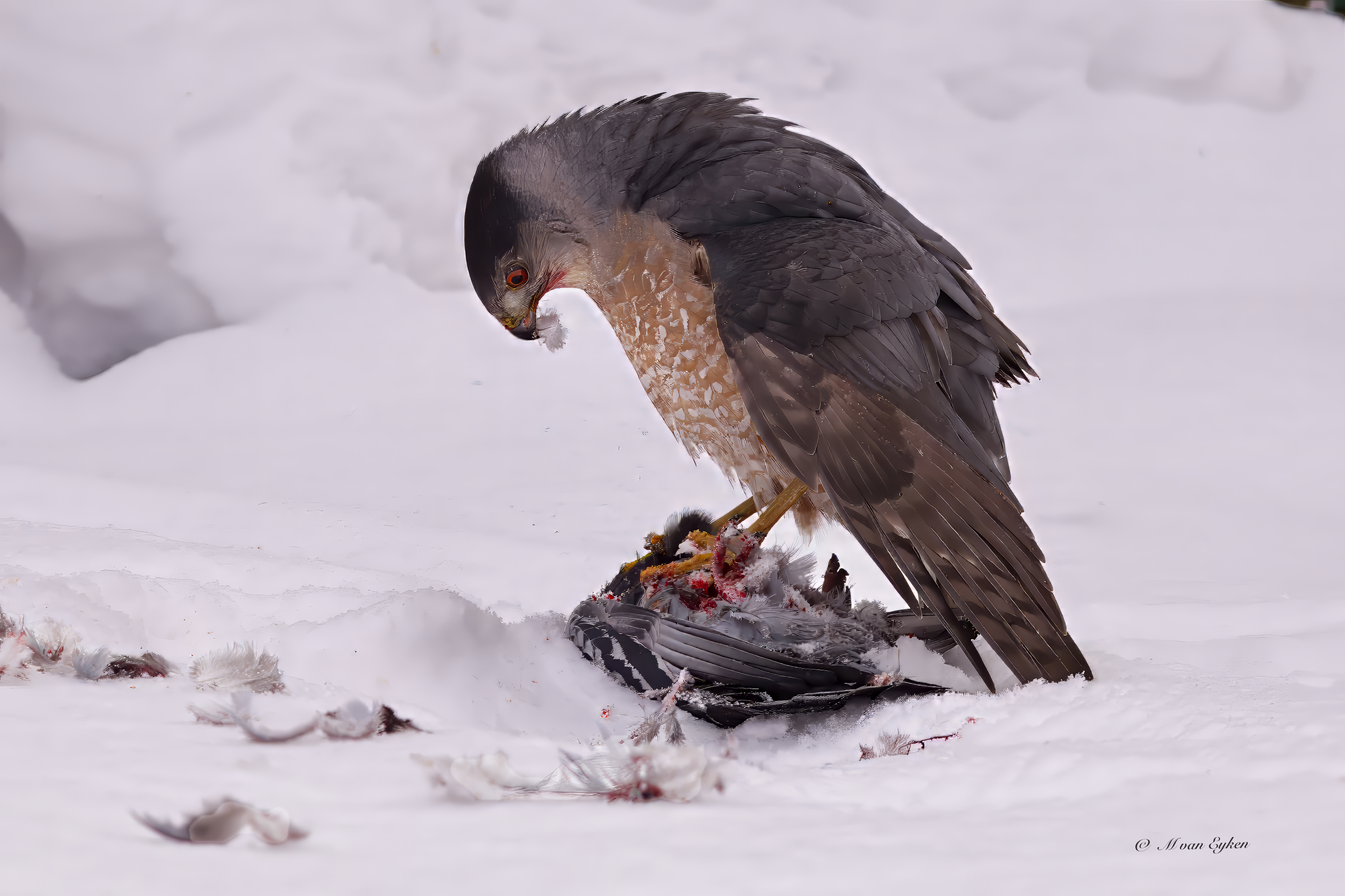 Cooper's Hawk, feeding on fresh kill