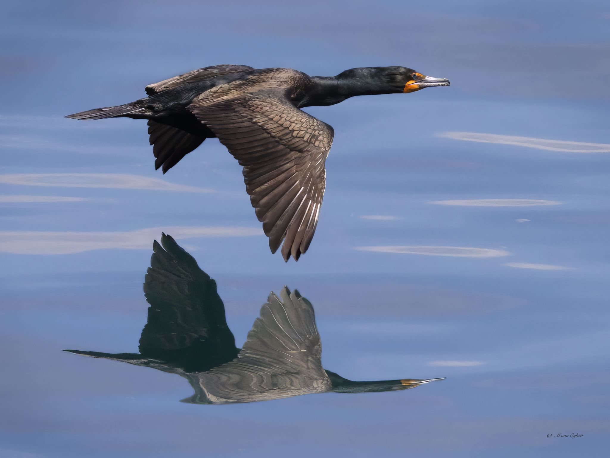 Double-crested cormorant, early morning, taking off from mirror smooth waters of Lake Ontario.