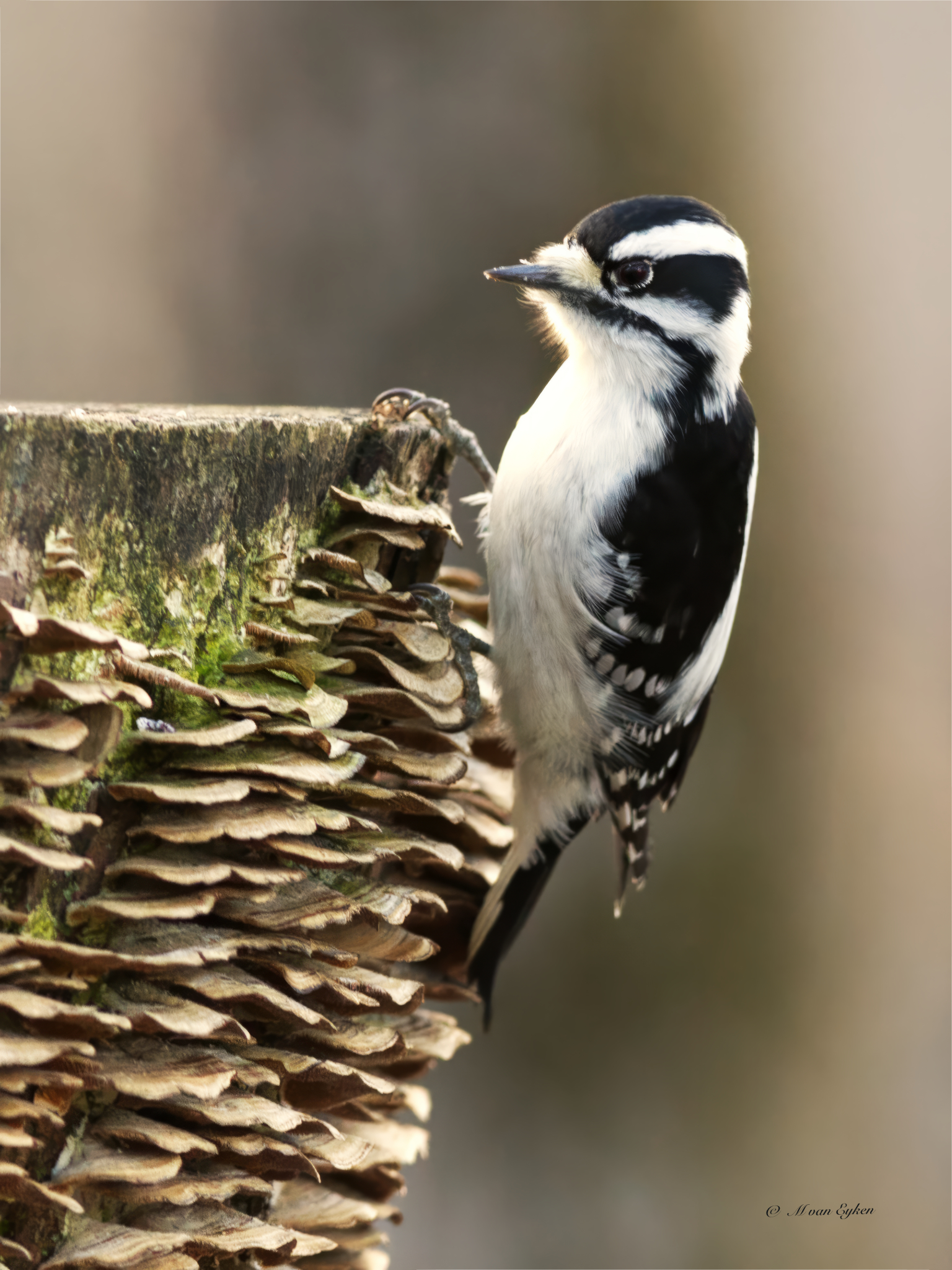 Female Downy Woodpecker on a tall, fungus covered, stump.