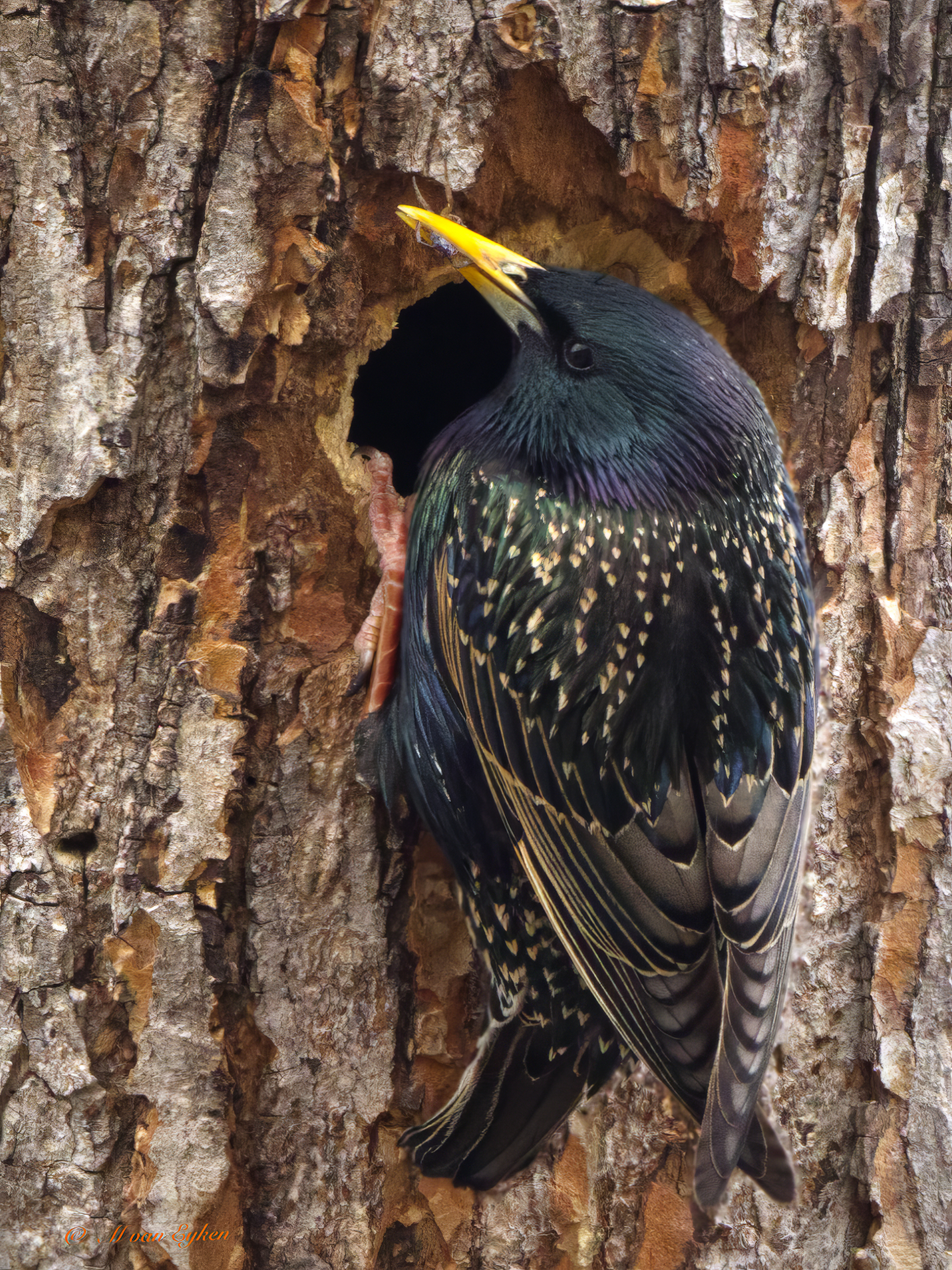European Starling, bringing insects for it's chicks.