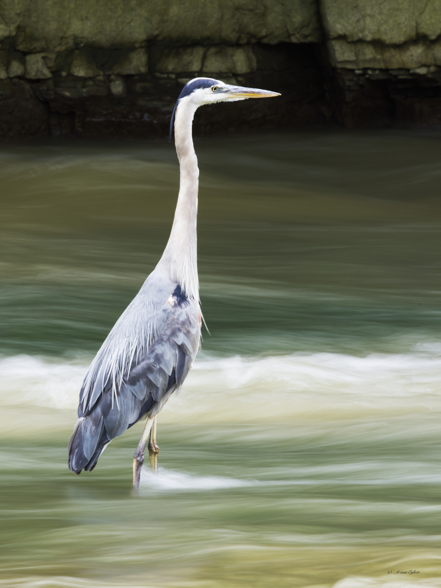 Great Blue Heron, Rivière du Chêne