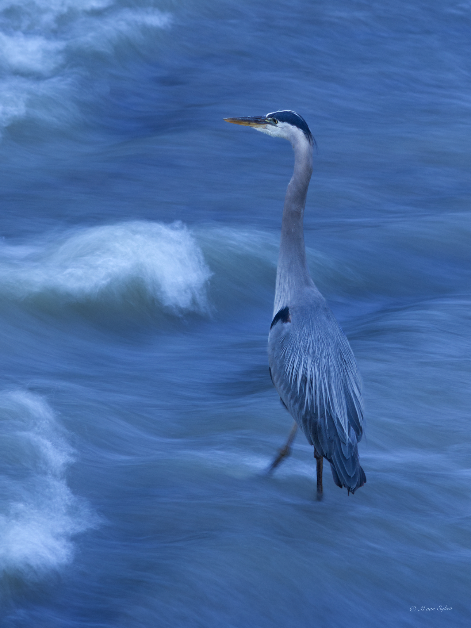 Great Blue Heron, Swift Current