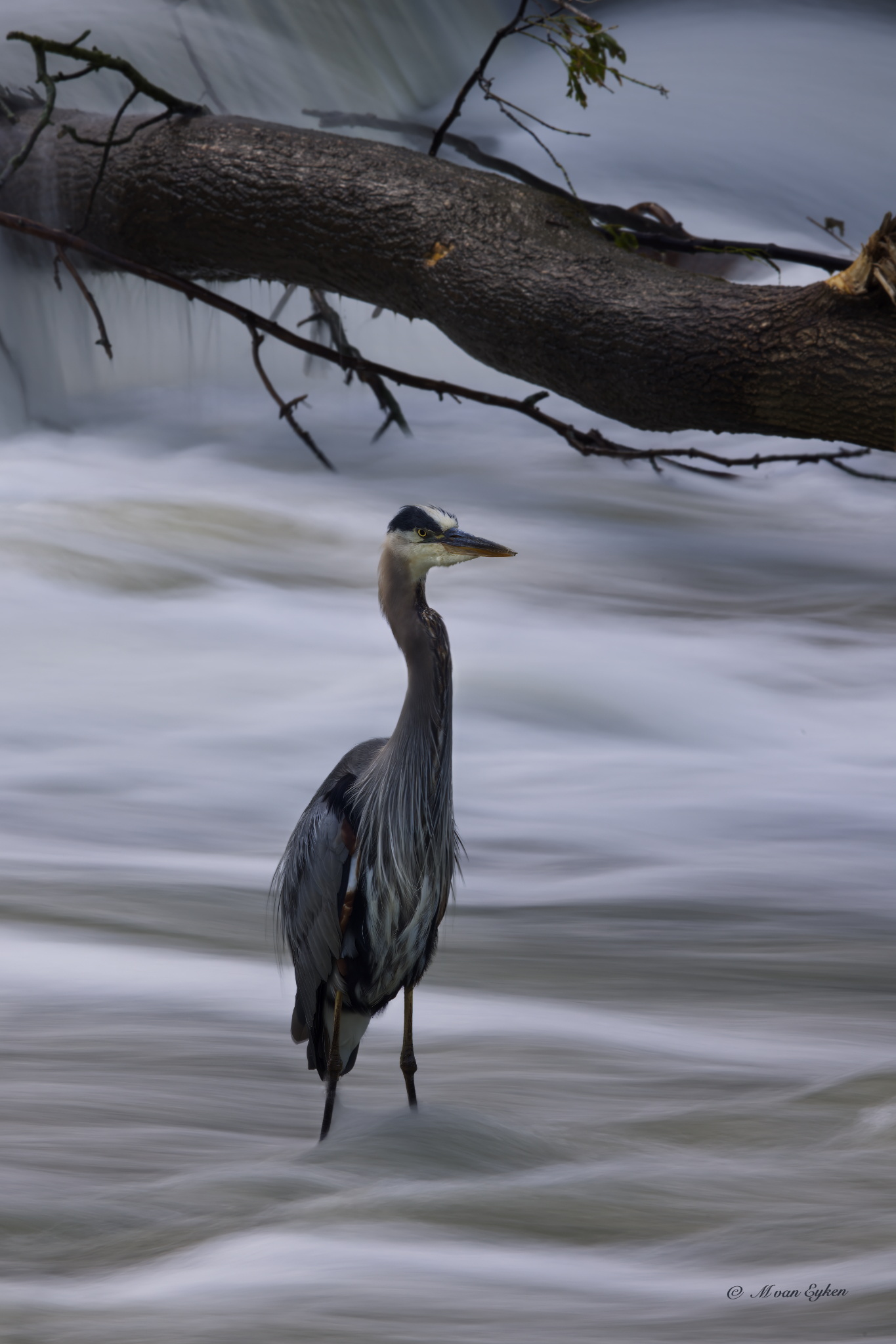 Great Blue Heron, Swift Current
