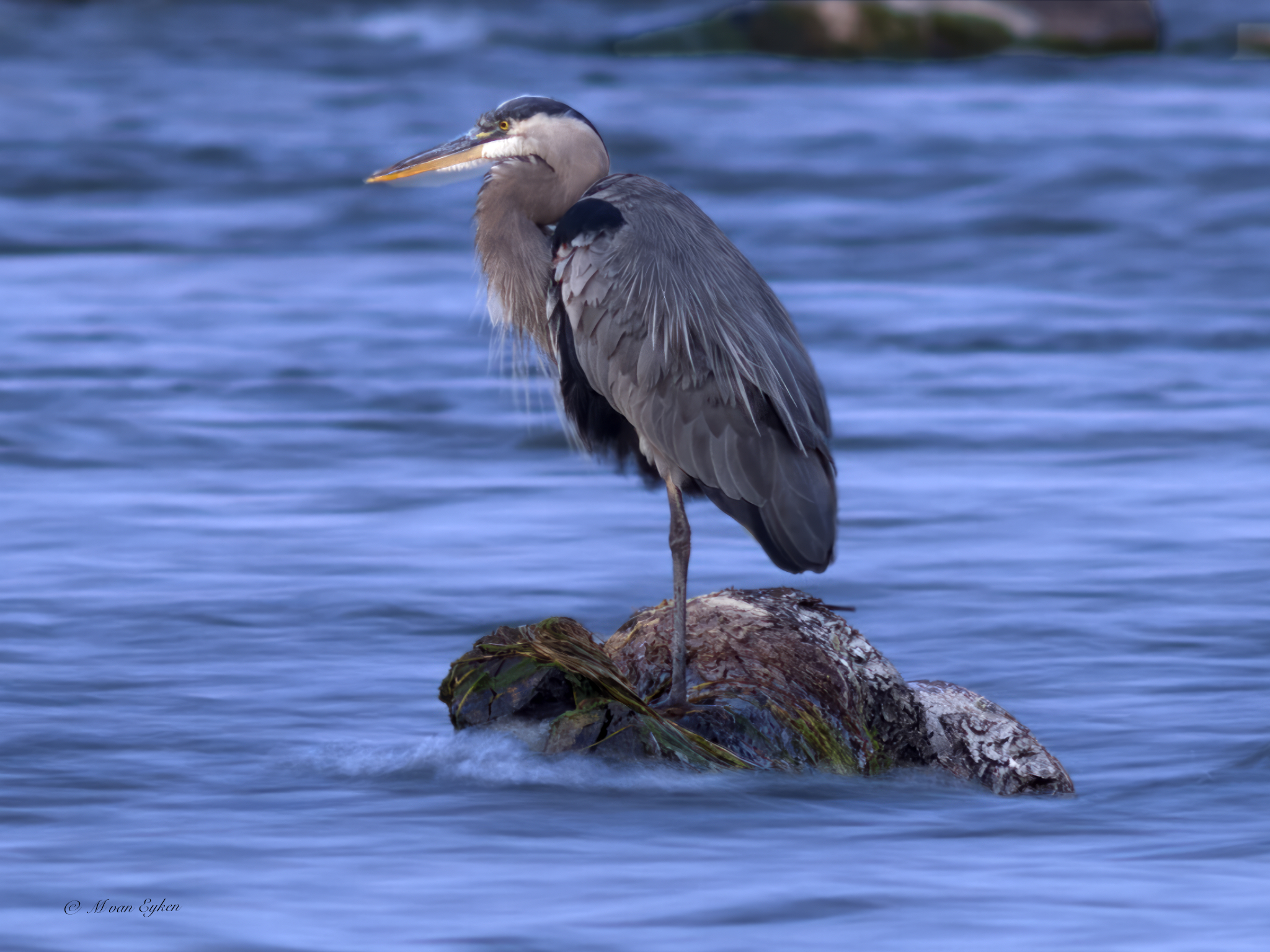 Great Blue Heron, Stand Fast