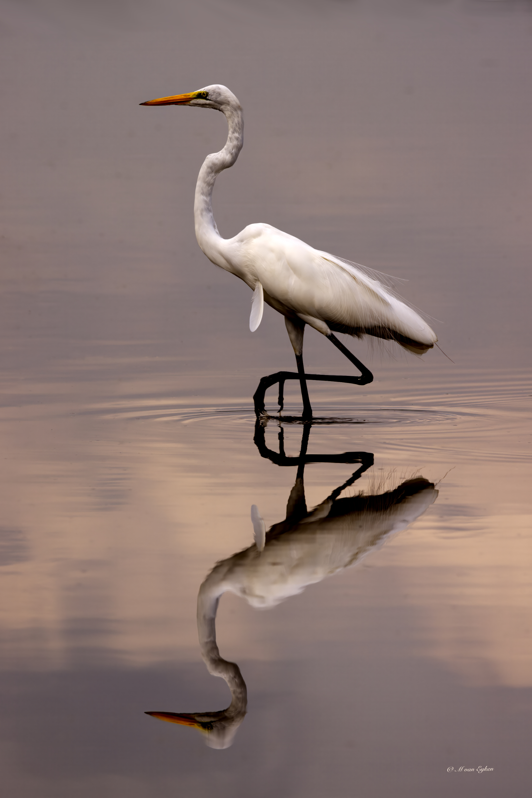 Great Egret, Reflections