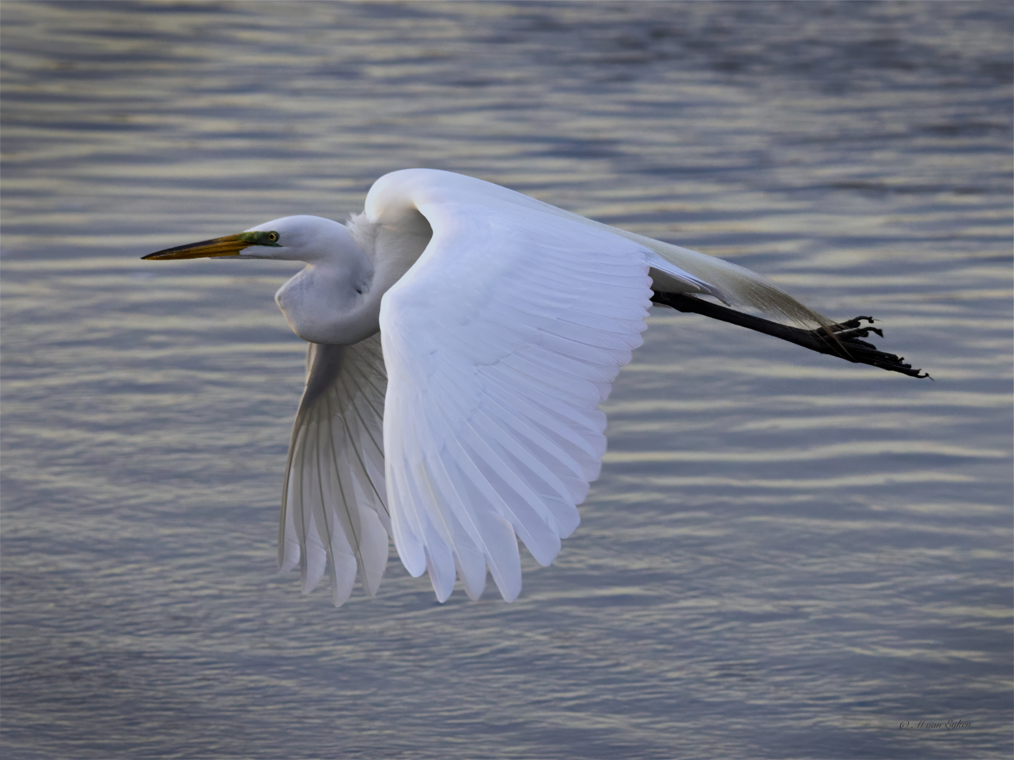 Great Egret in Flight – Bombay Hook
