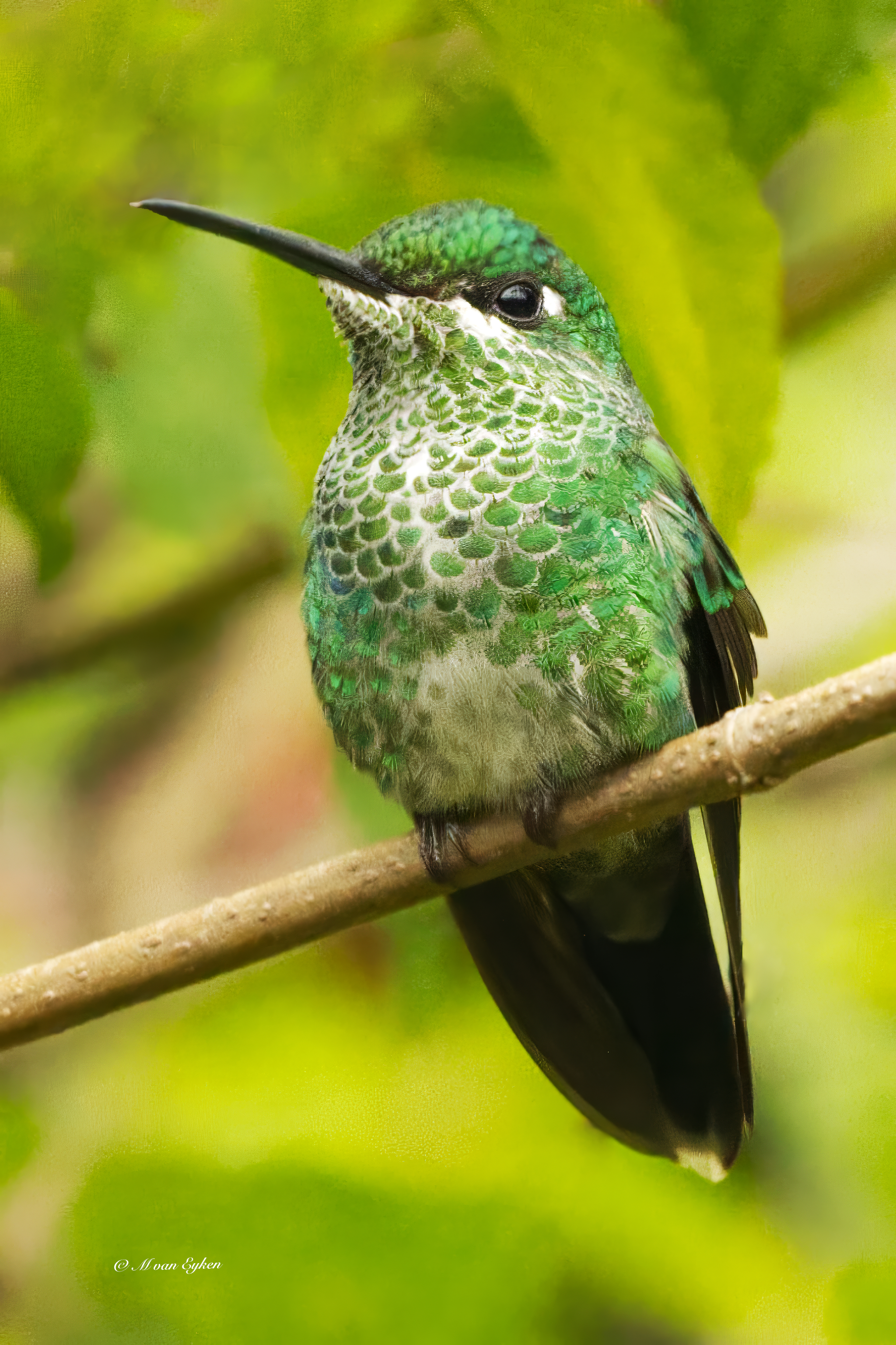 Green-crowned Brilliant Hummingbird