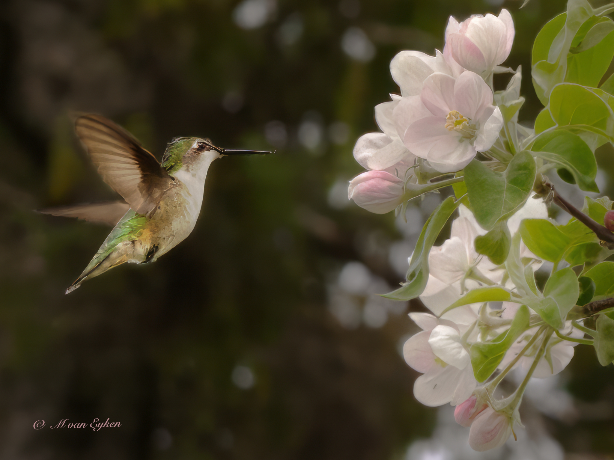 Humming Bird, Apple Blossom Time