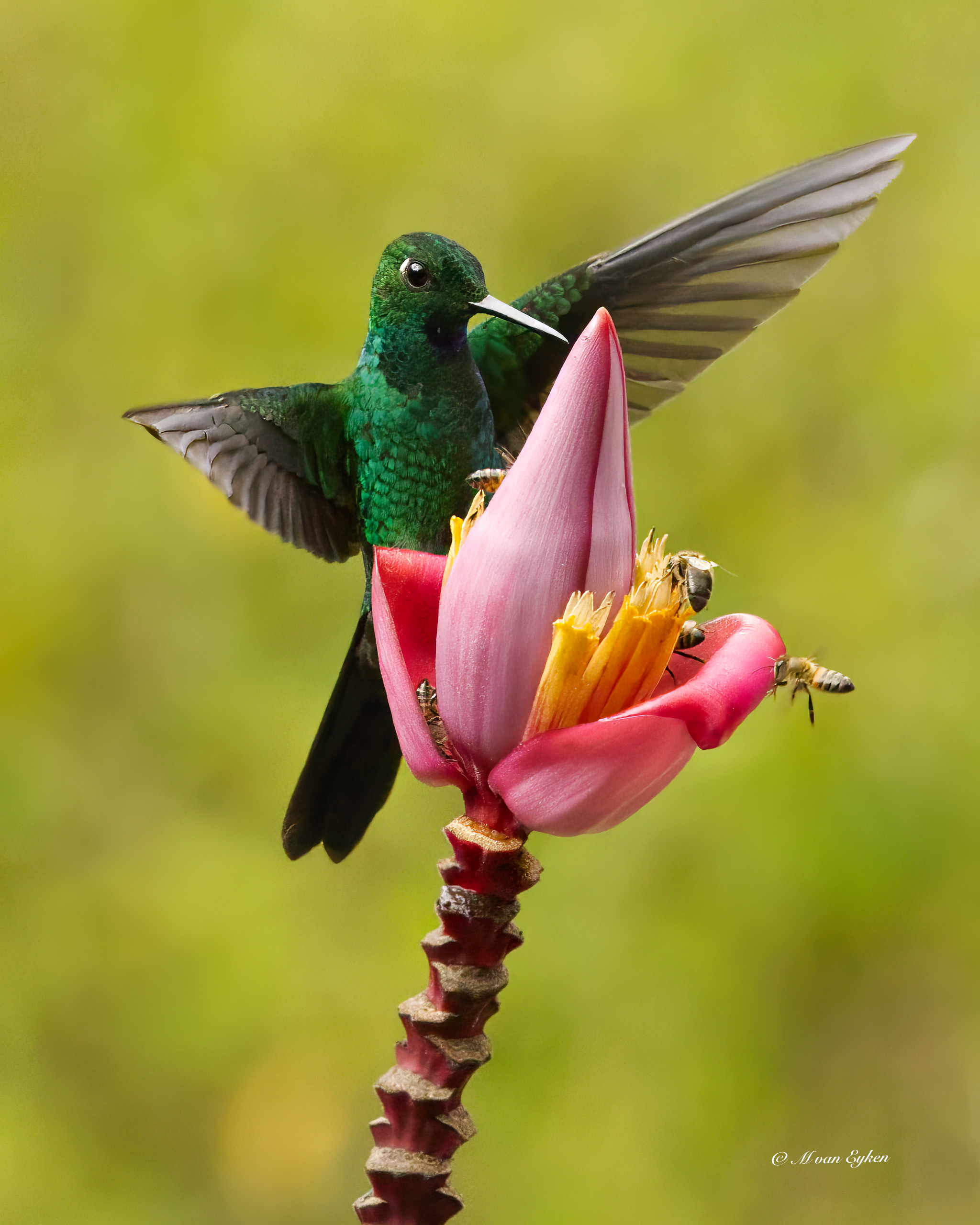 Green-crowned Brilliant Hummingbird, on a banana flower