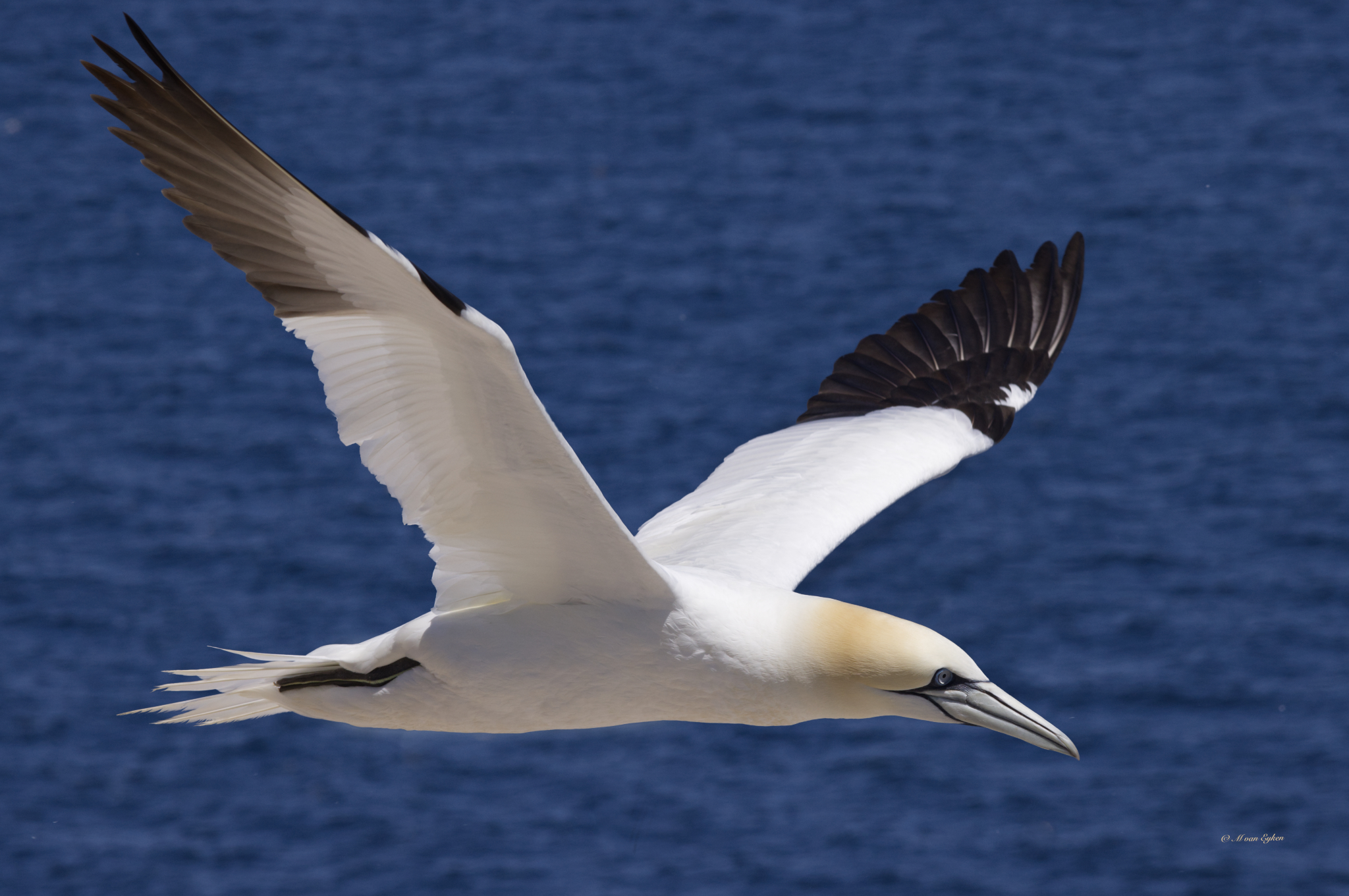 Northern Gannet, Ile Bonaventure