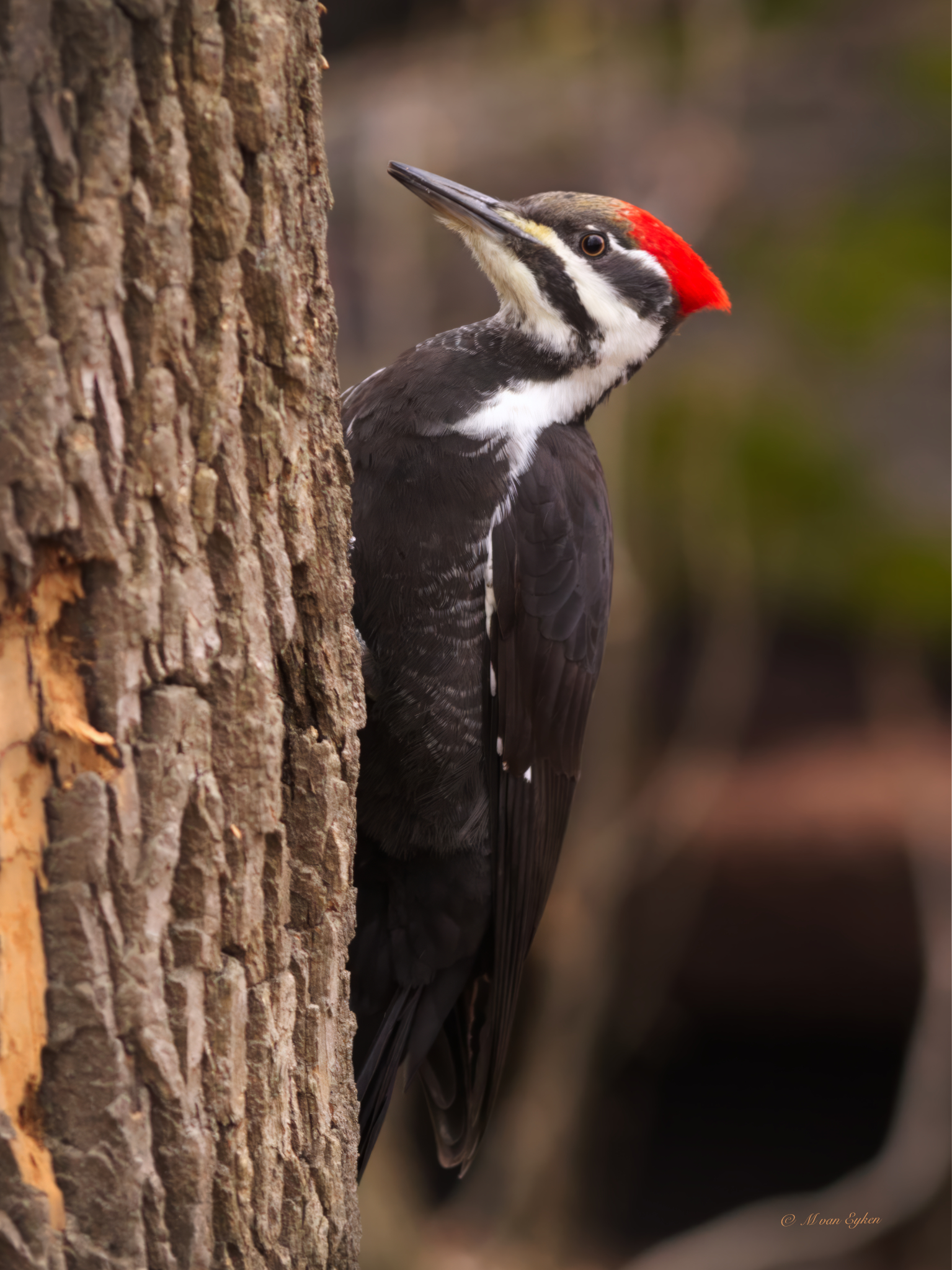 Pileated Woodpecker, Tylee Marsh