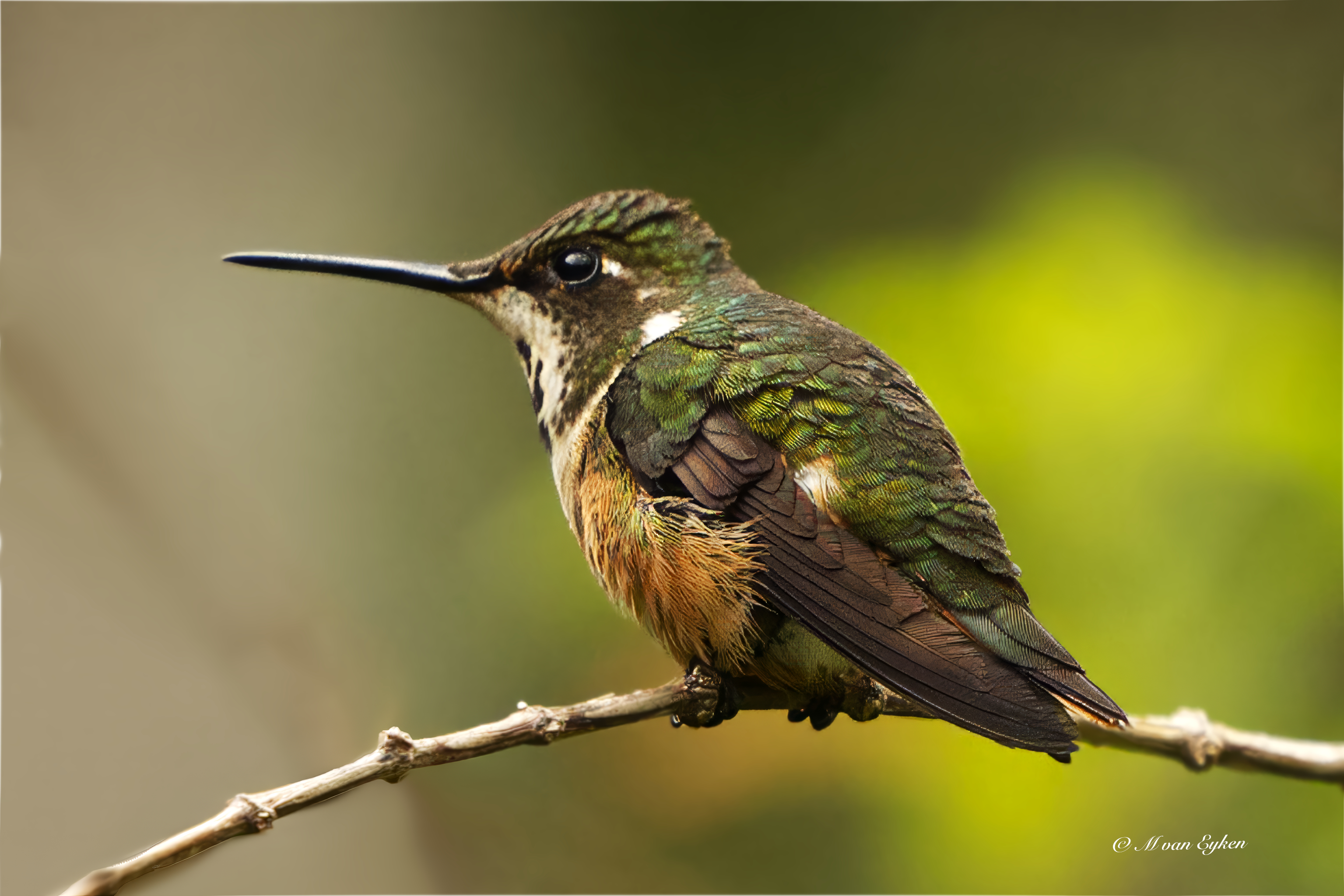 Purple-throated Mountain Gem, female
