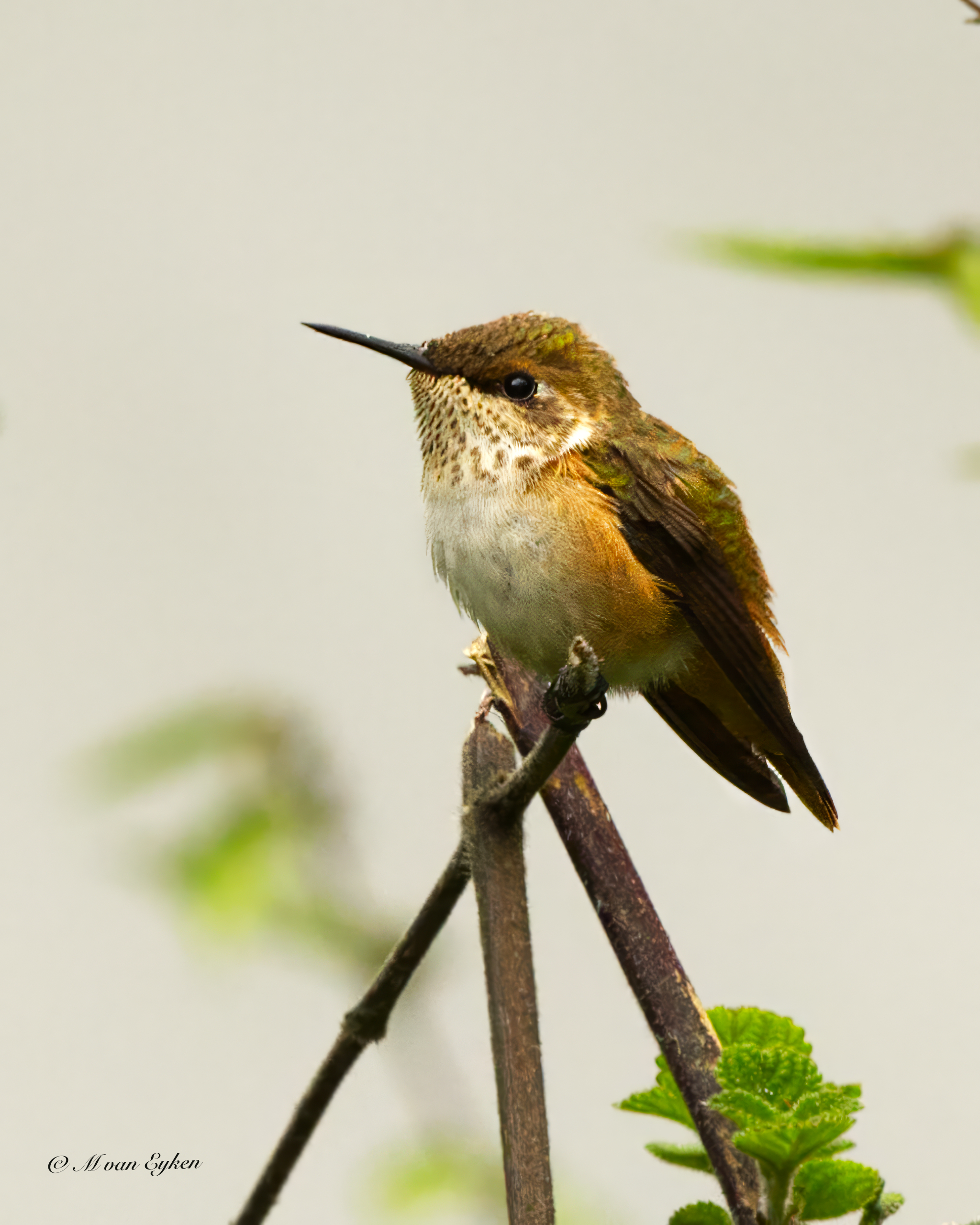 Scintillant Hummingbird, resting on a broken twig