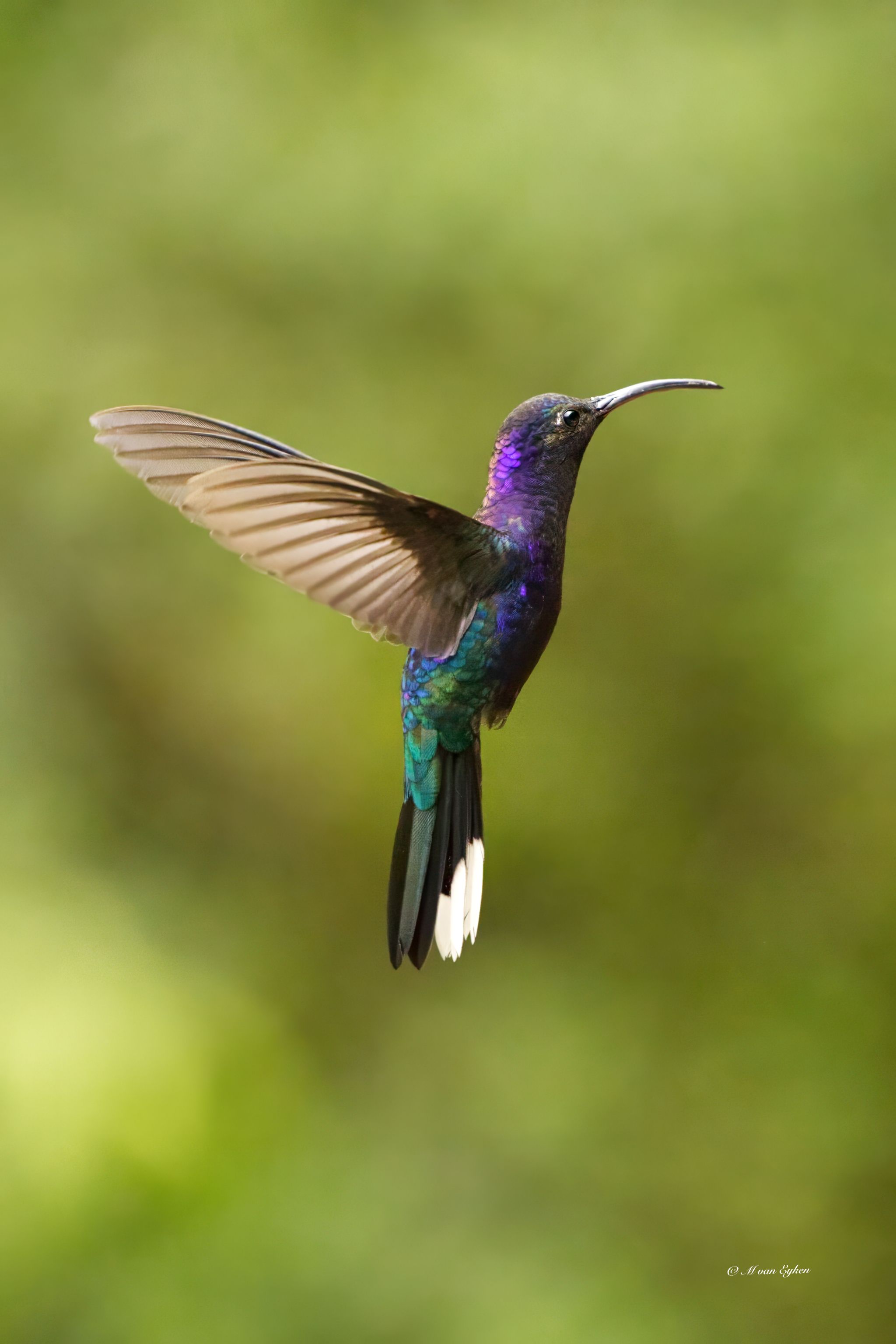 Violet Sabrewing Hummingbird