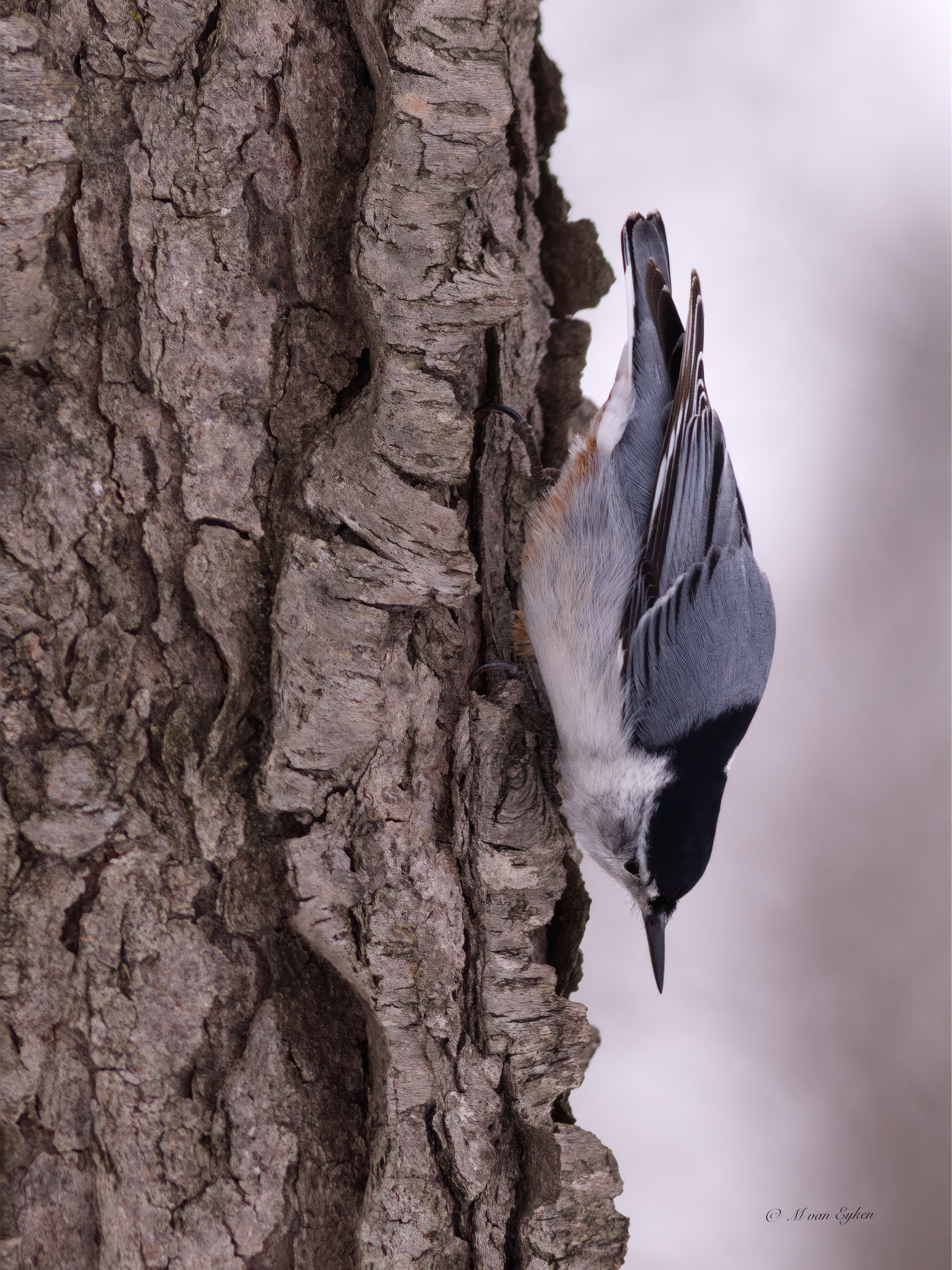 White-brested Nuthatch