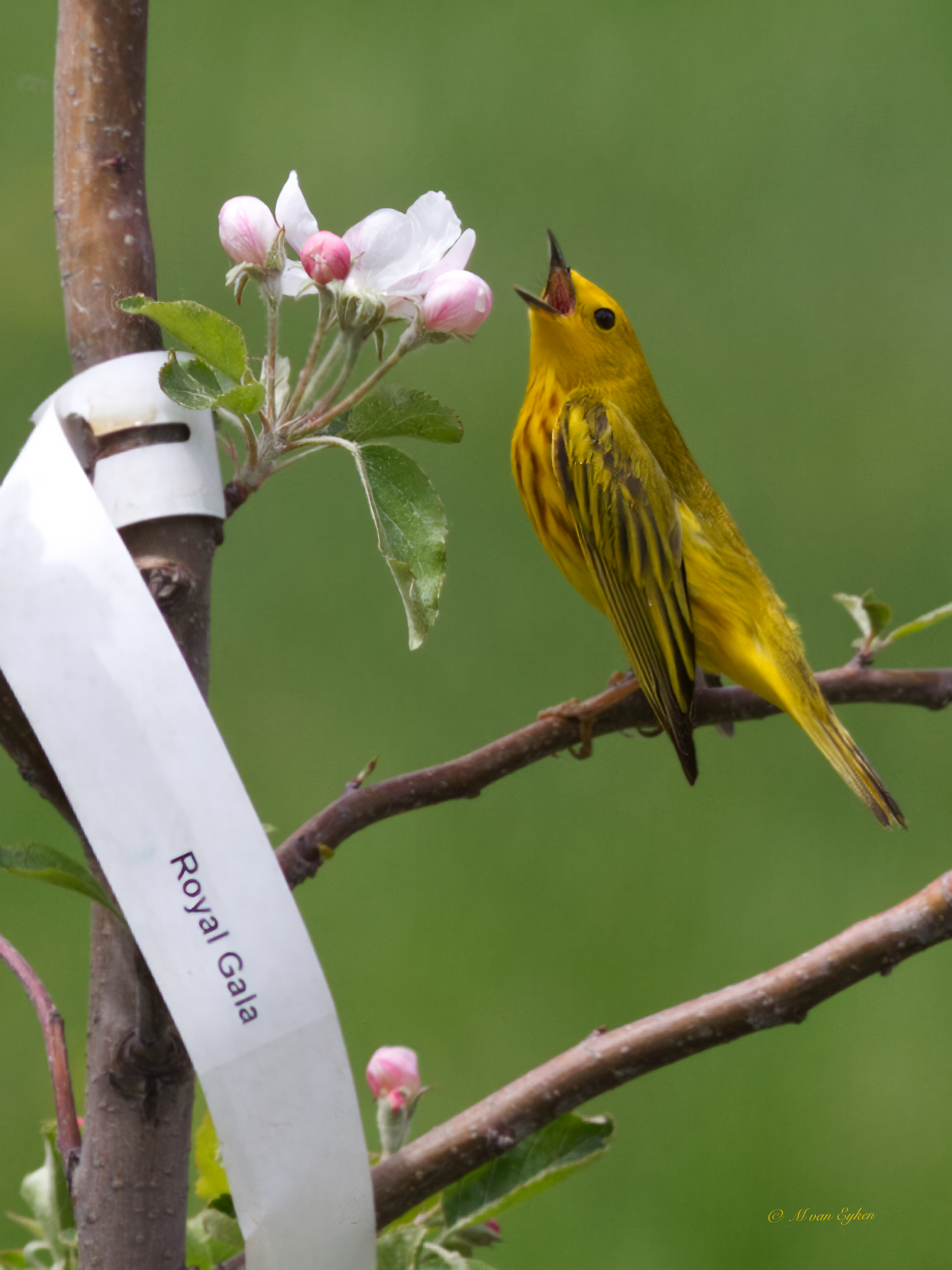 Yellow Warbler, Command Performance
