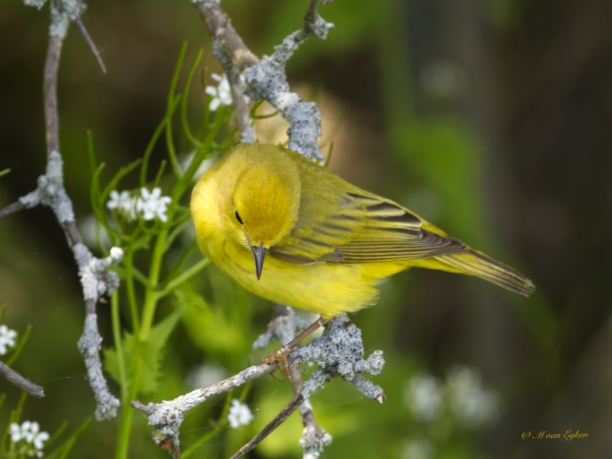 Yellow Warbler, Bashfull