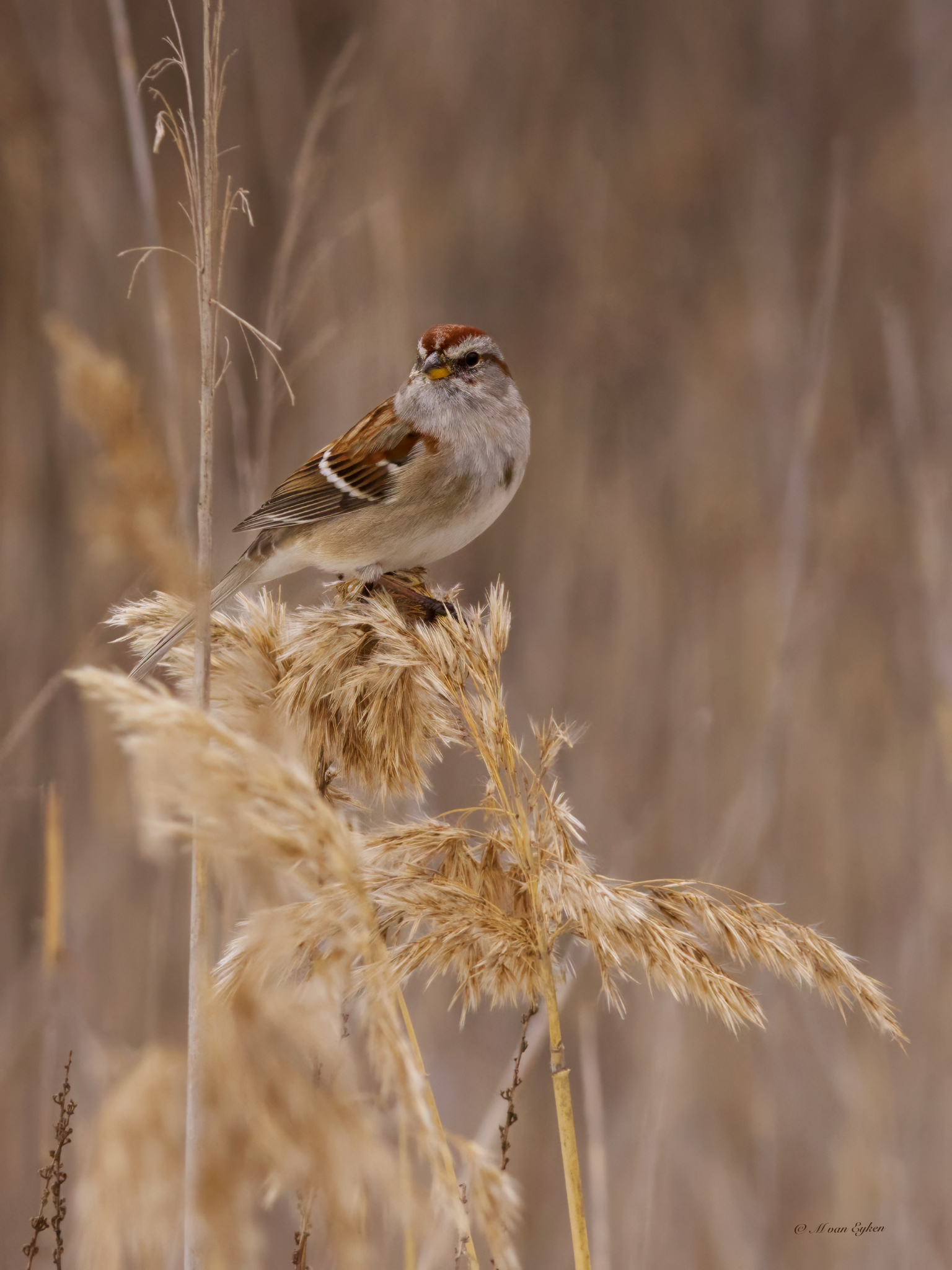 American Tree Sparrow on a winter's day