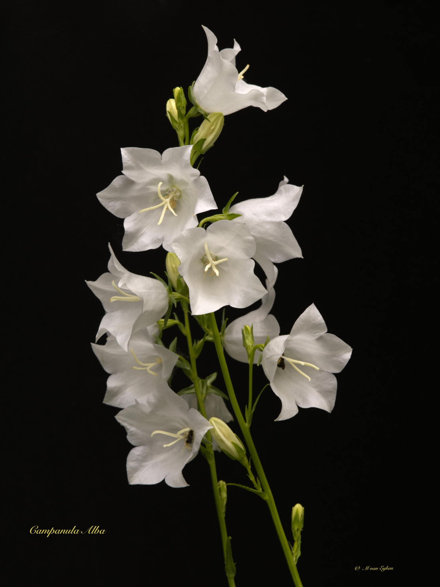 Grandiflora alba (persicifolia)