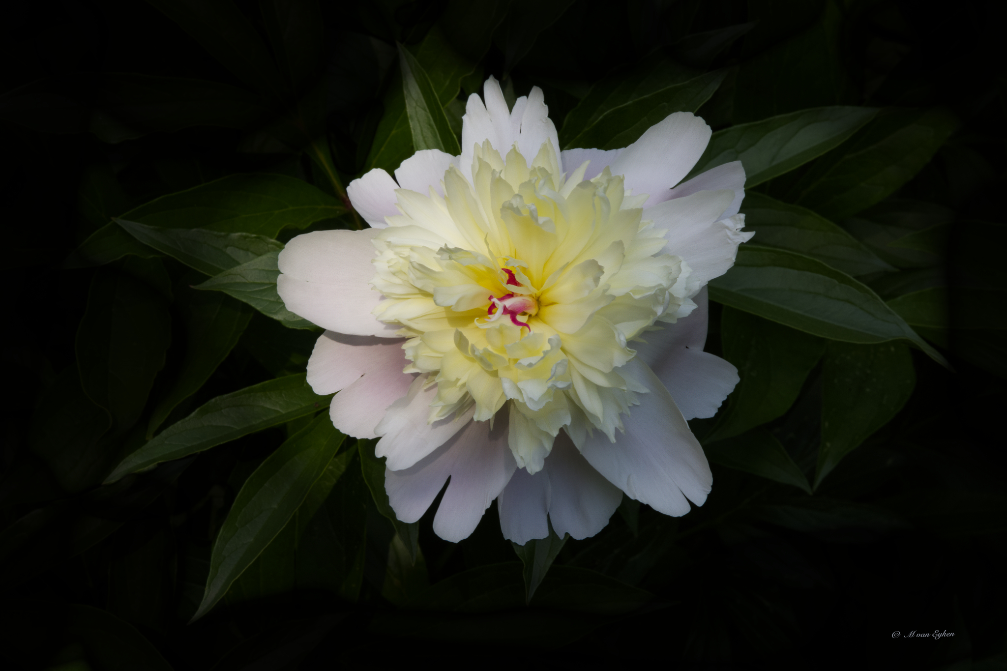 White Peony