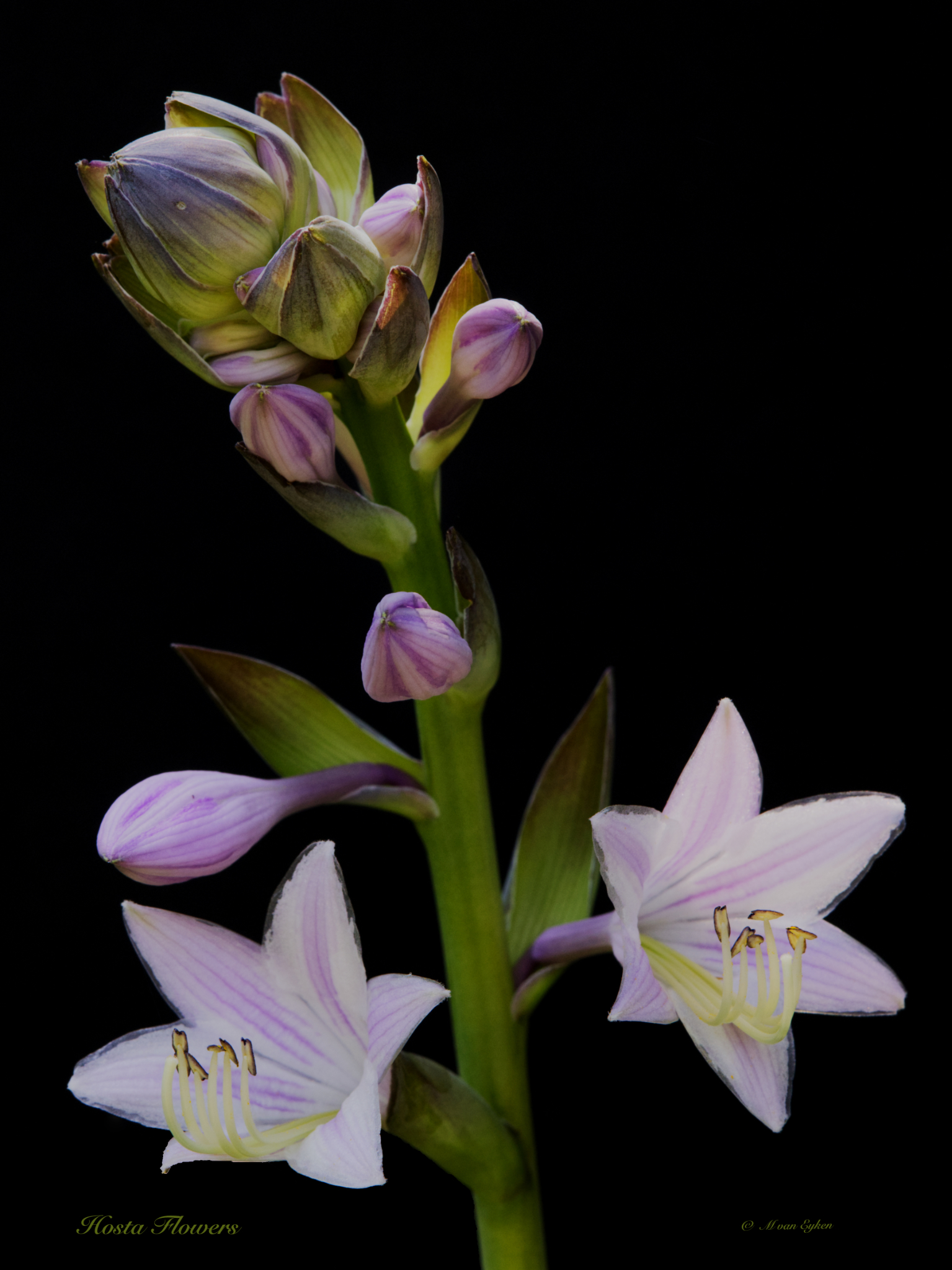 Hosta Flowers