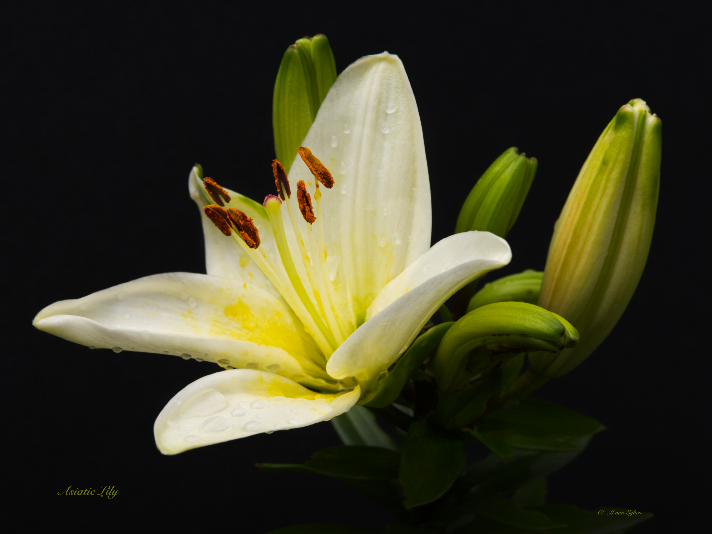 Lys asiatique