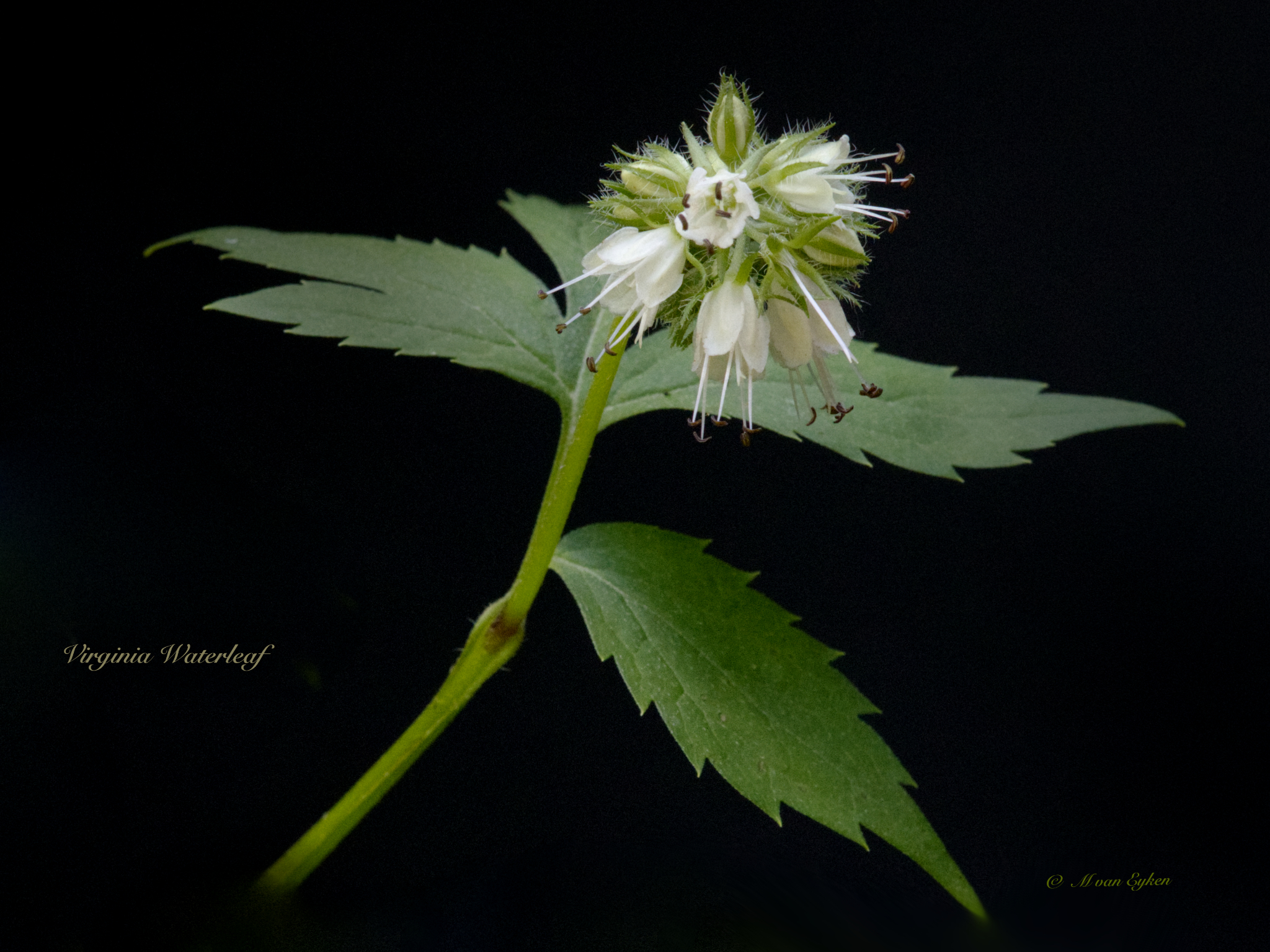 Virginia Waterleaf