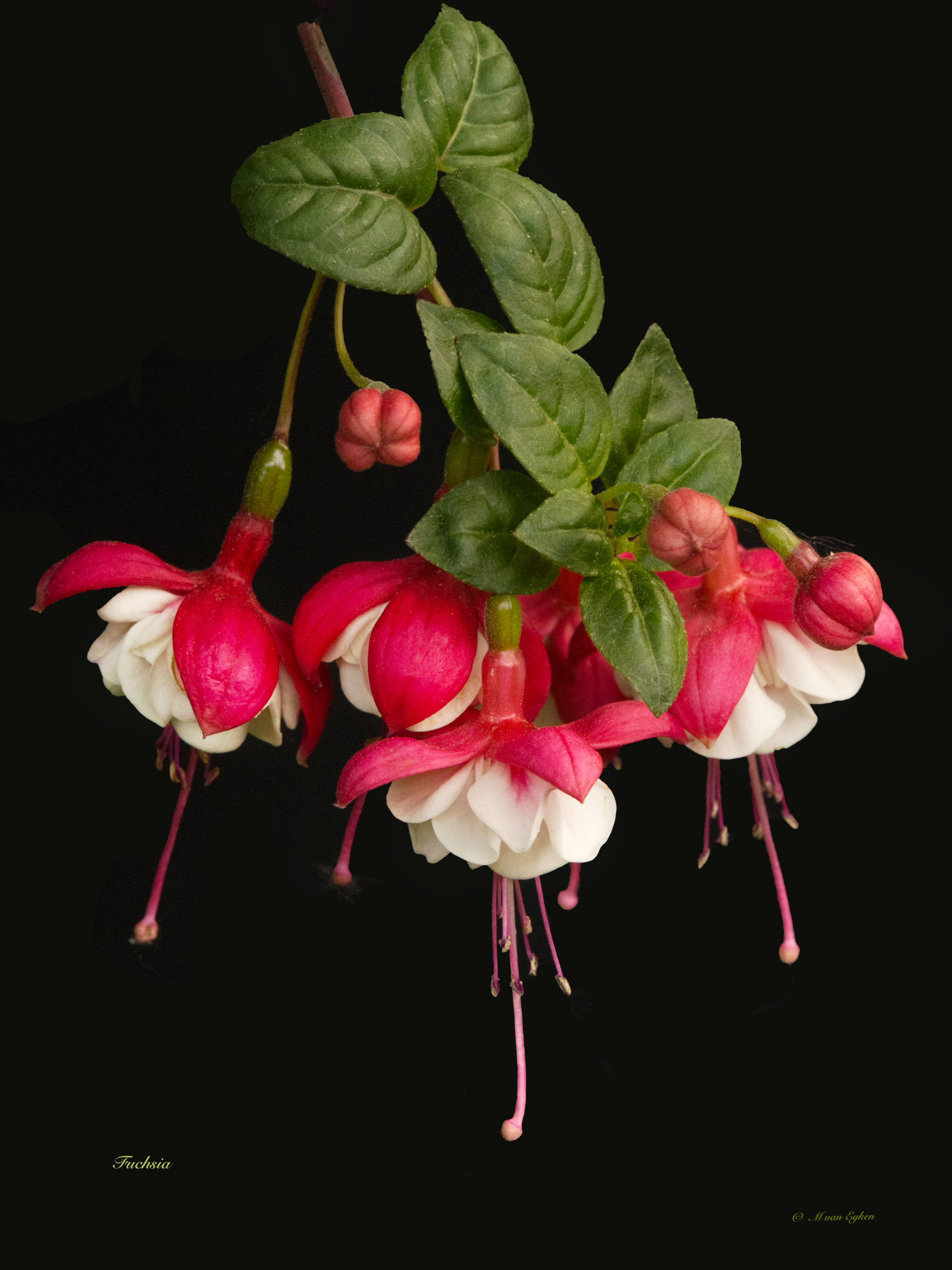 Fuchsia Elegance