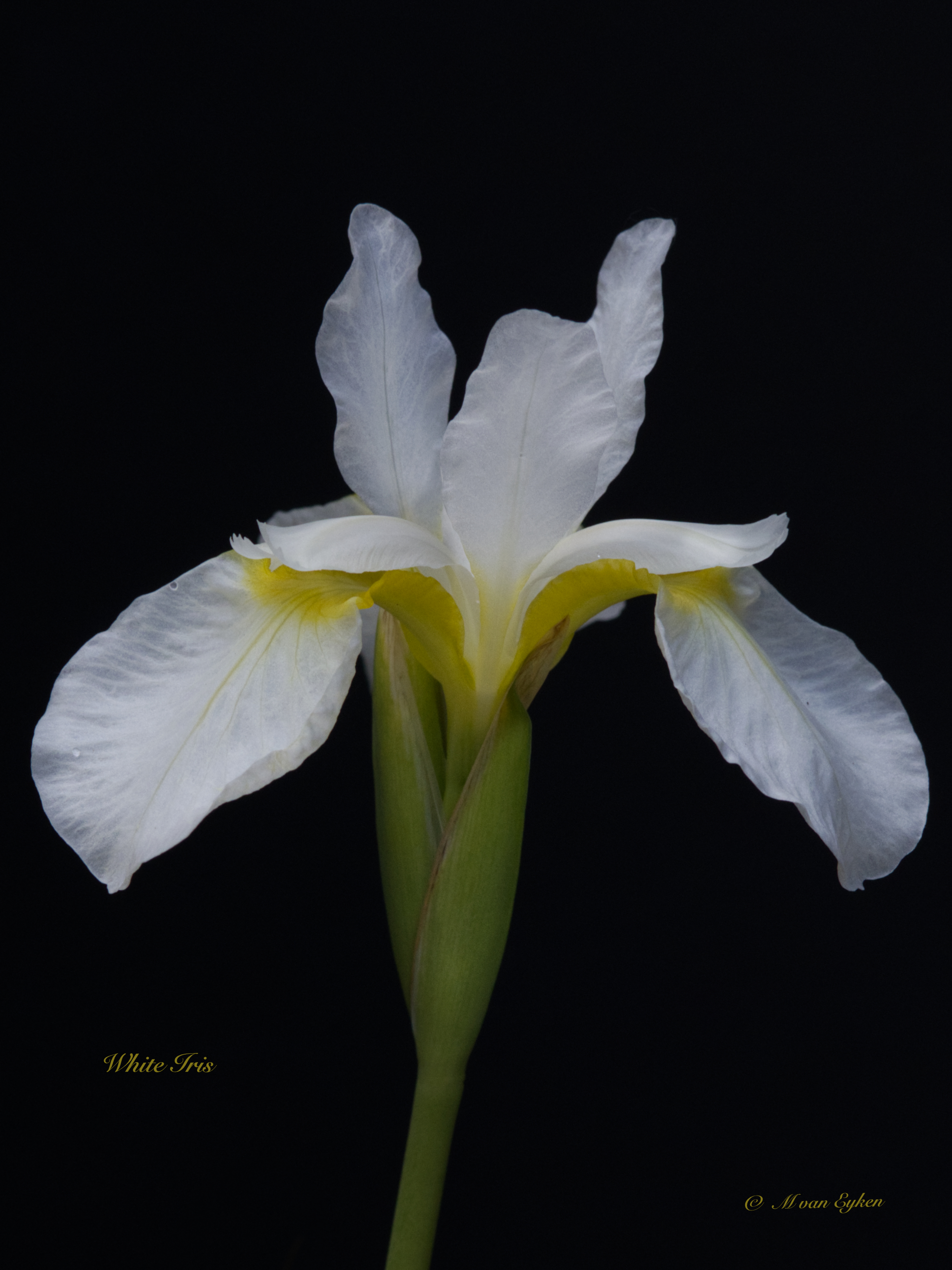 White Iris