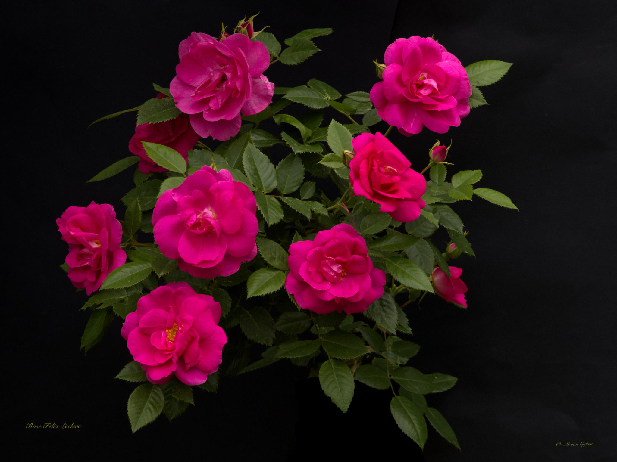 Rose Félix Leclerc