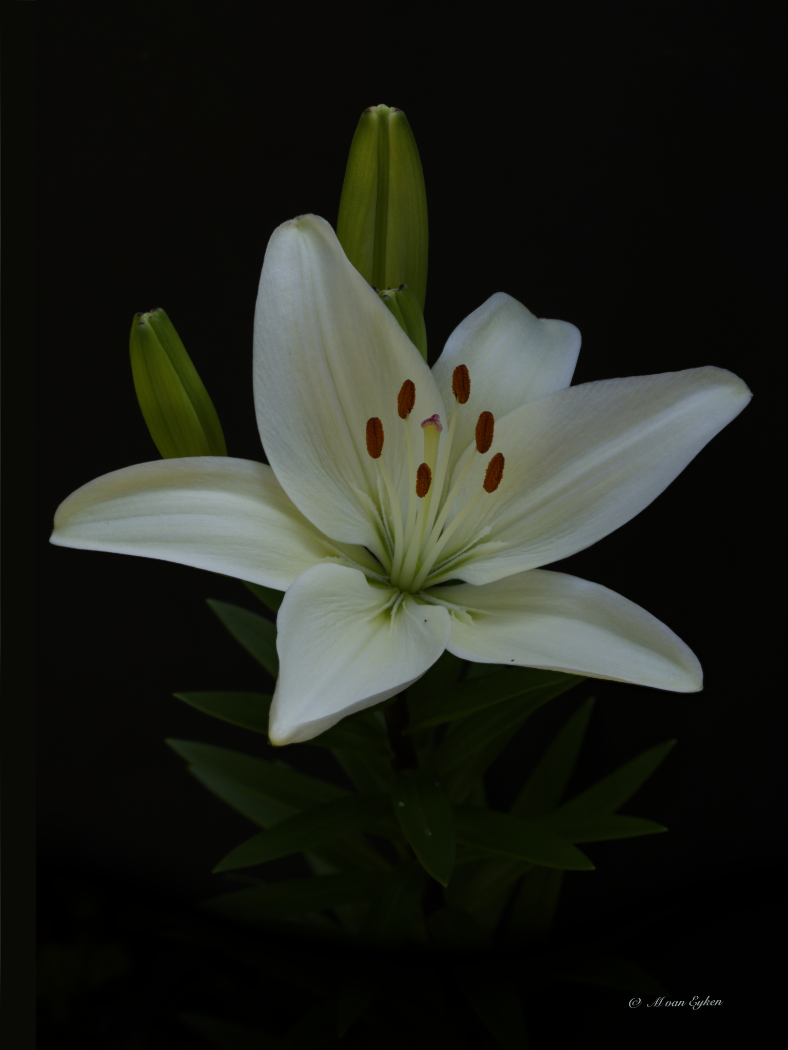 White Asiatic Lily