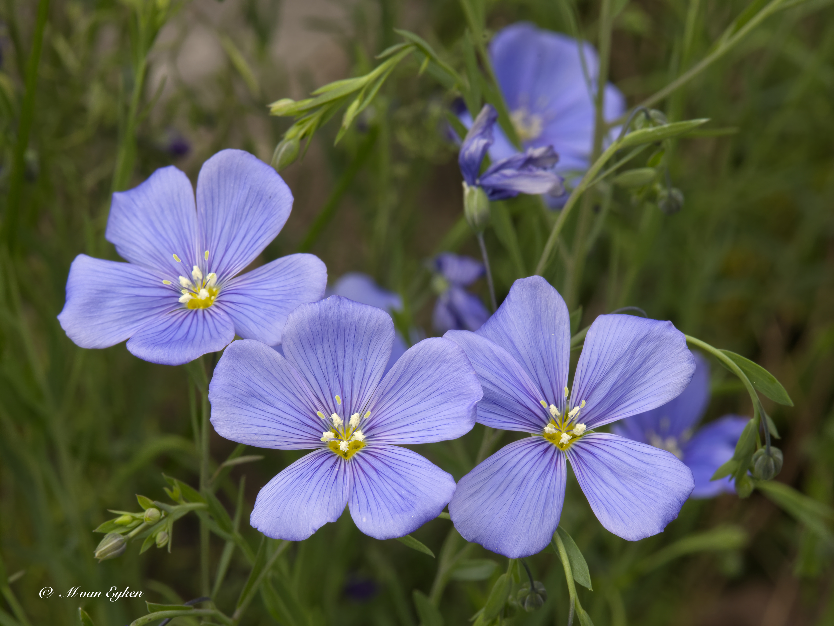 Blue Flax in Bloom