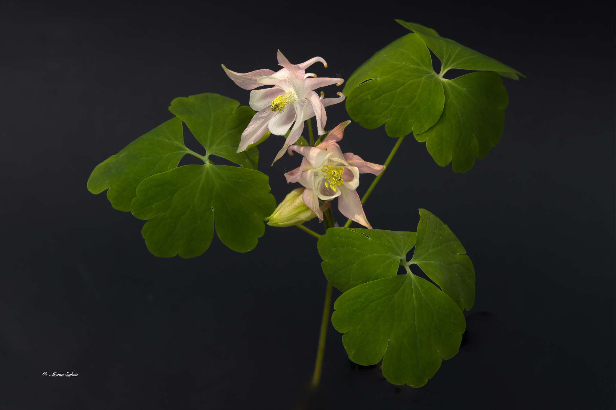 Columbine
