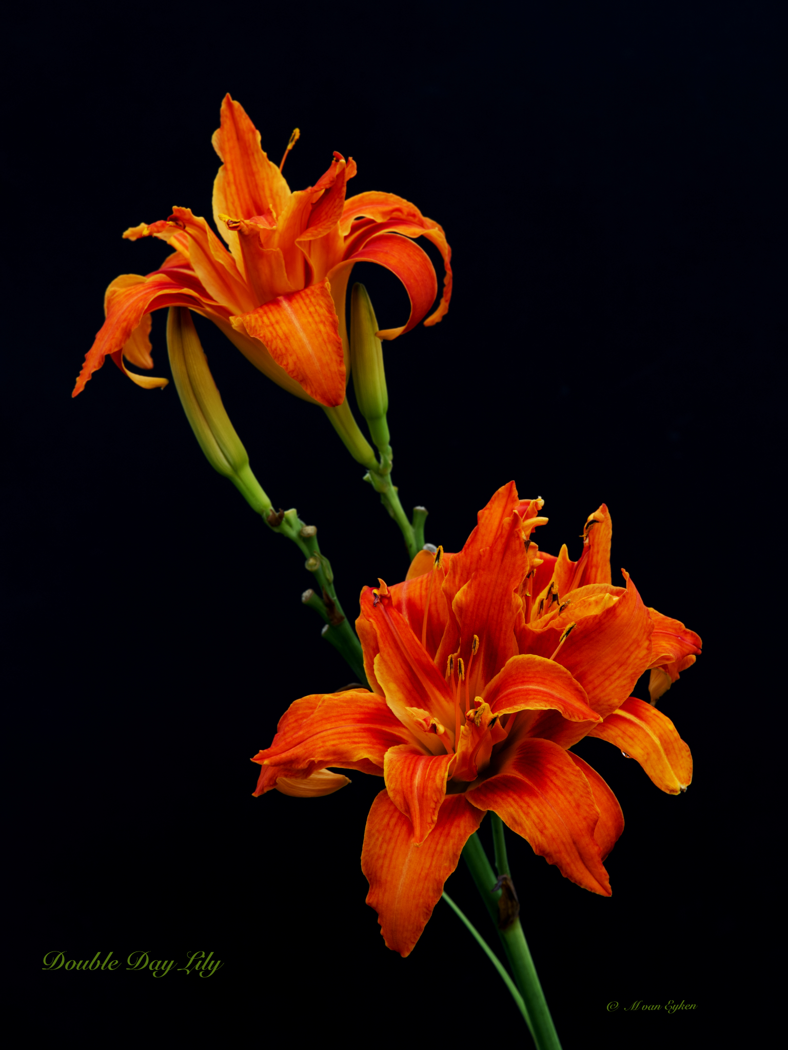 Hemerocallis fulva