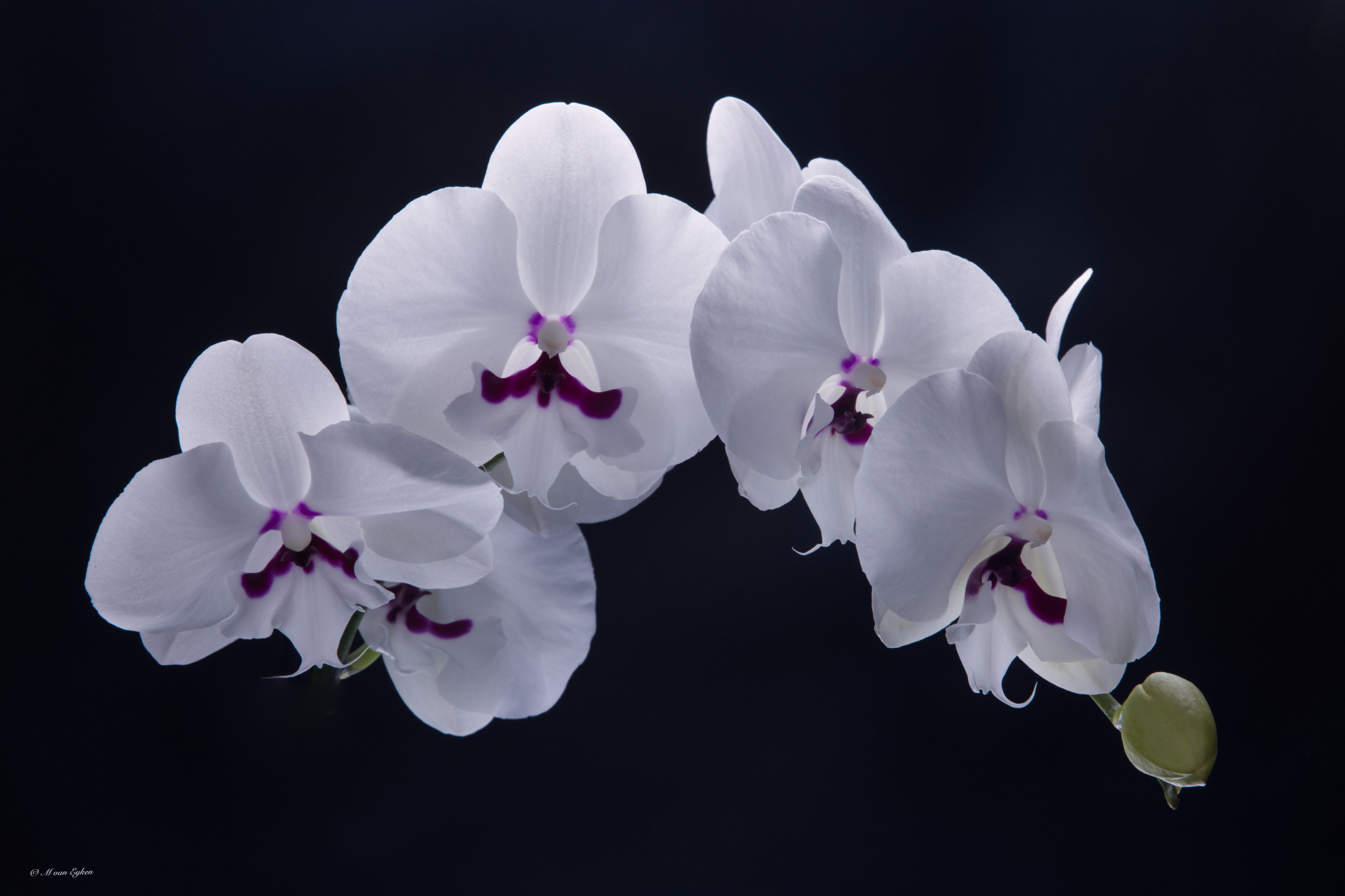 Orchidée Nocturne