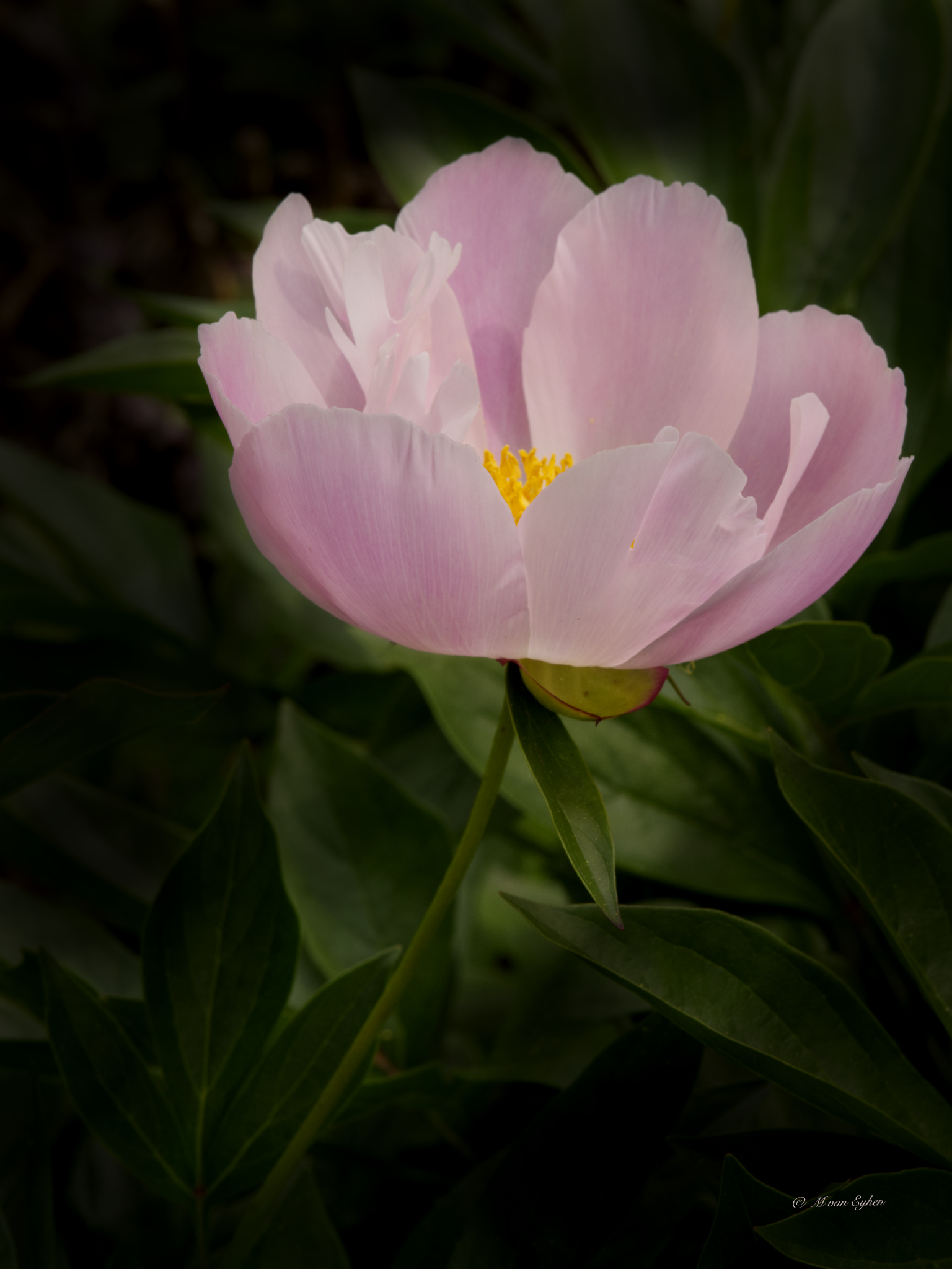 Peony in Light