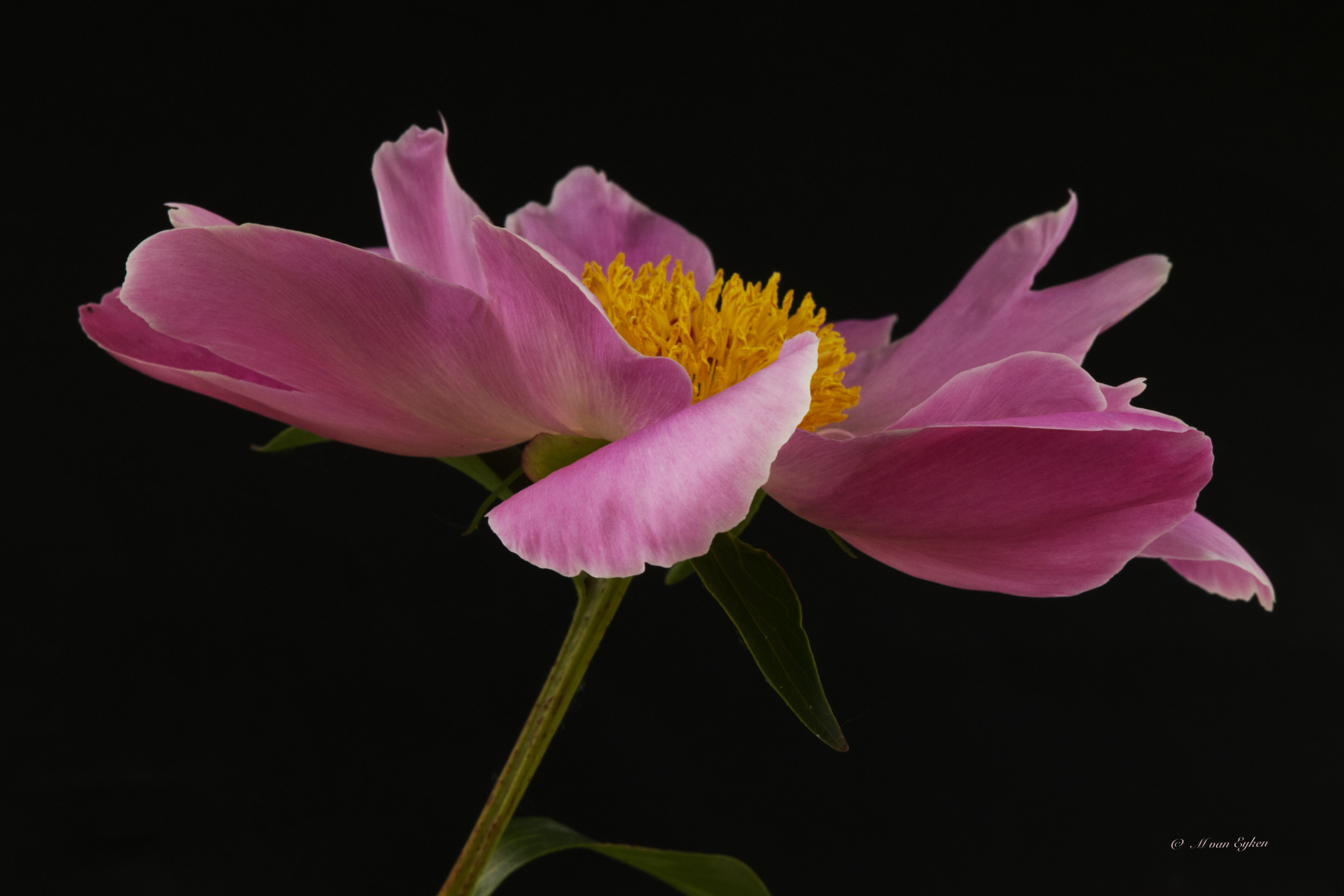 Pink Peony
