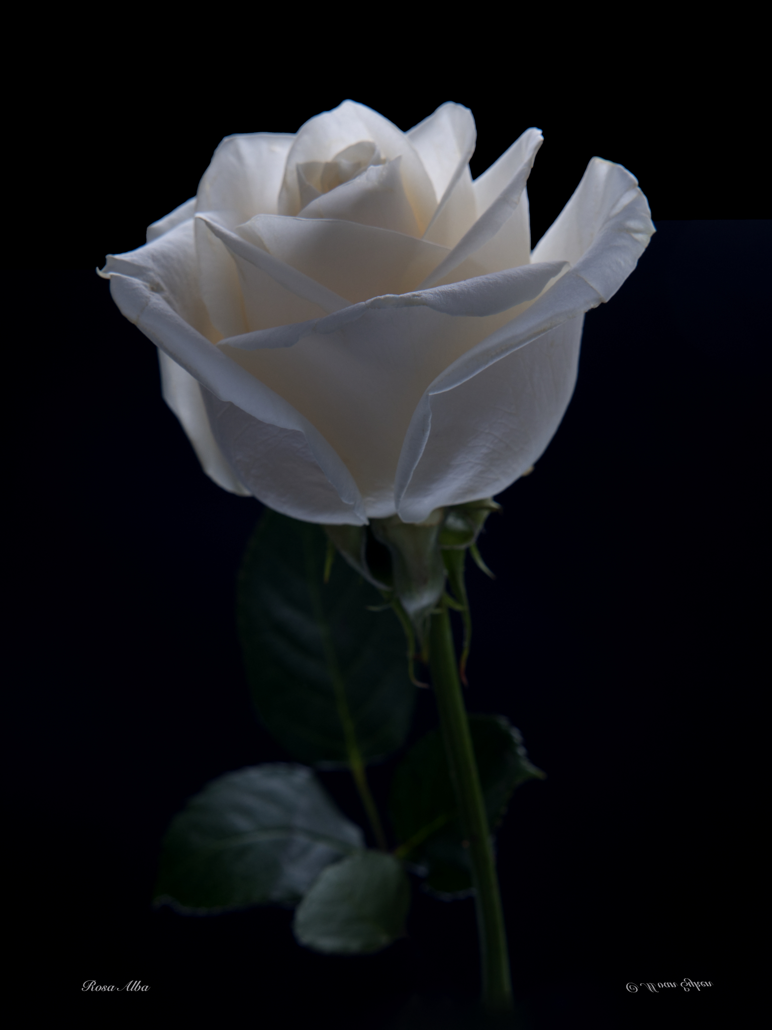 White Rose, backlit