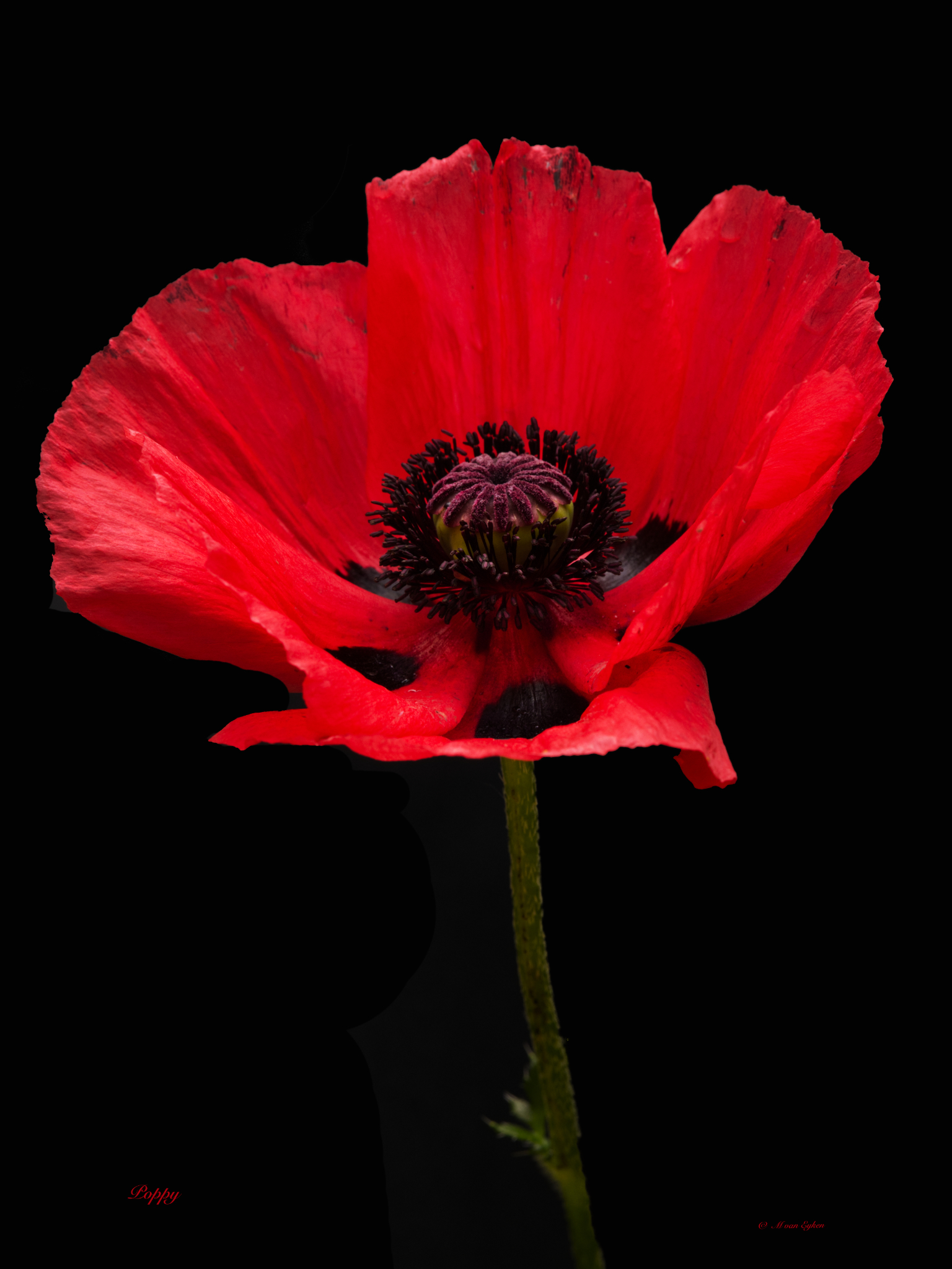 Poppy